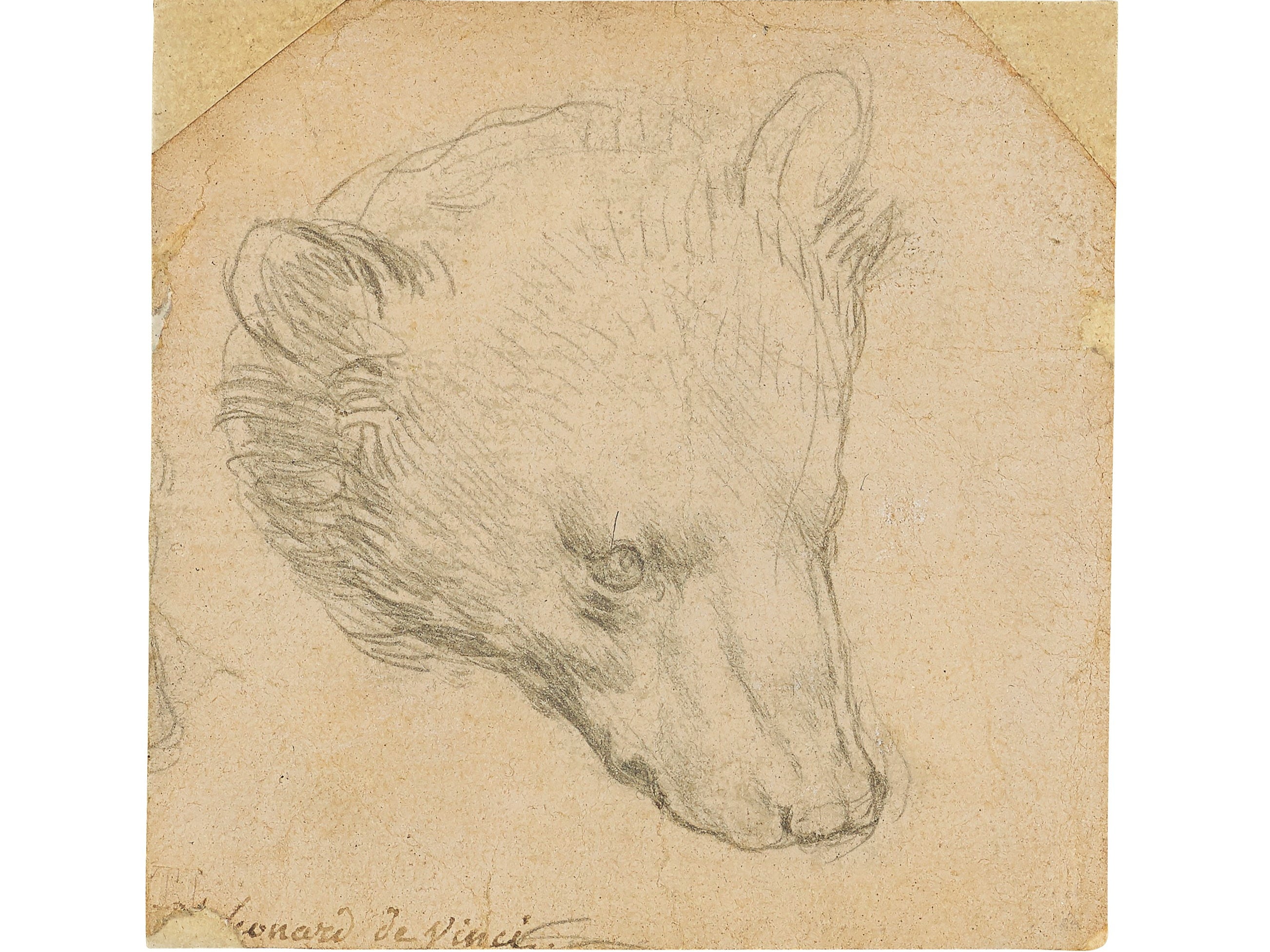 ‘Head of a Bear’ by Leonardo da Vinci