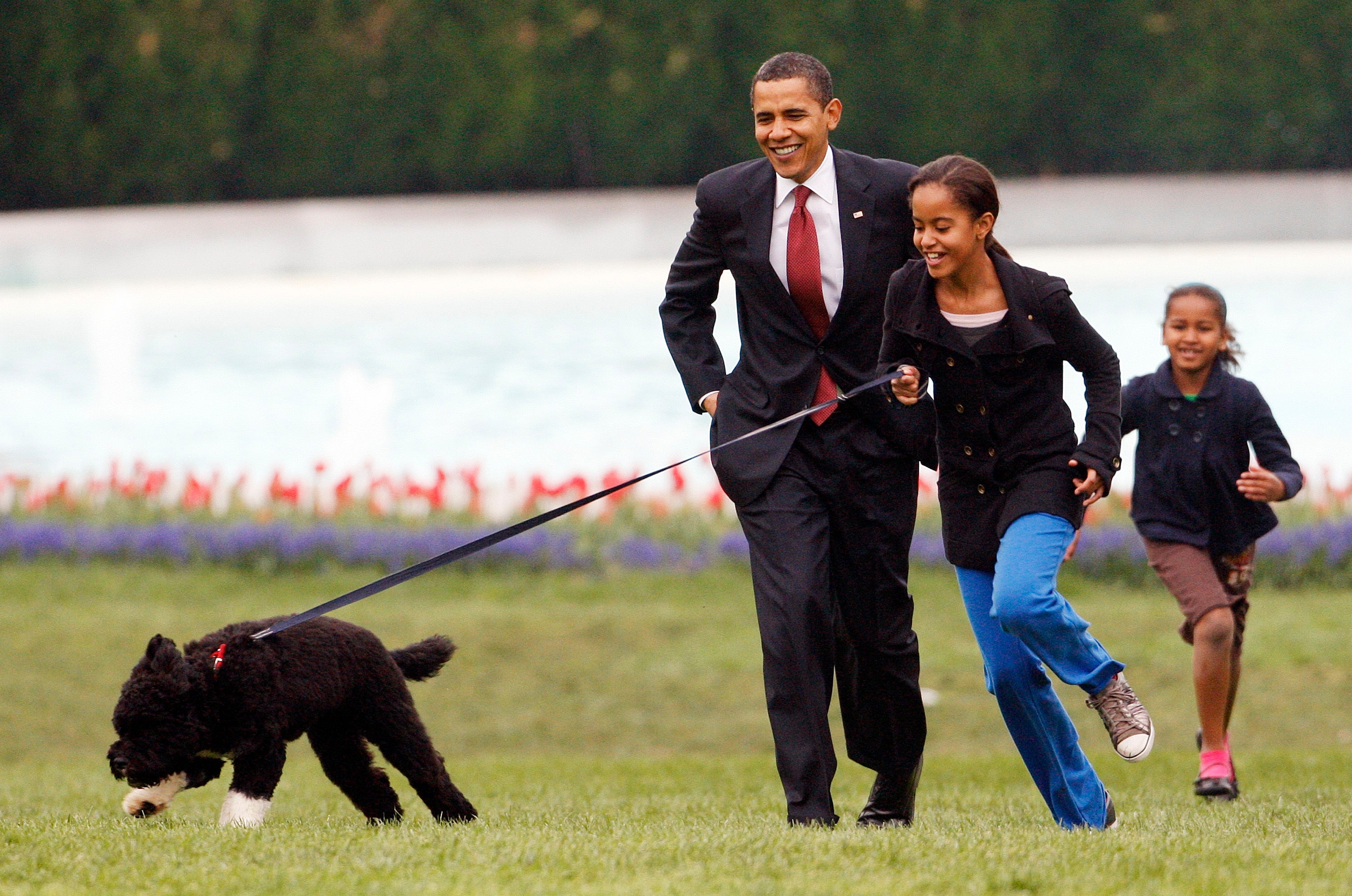 Obama Dog