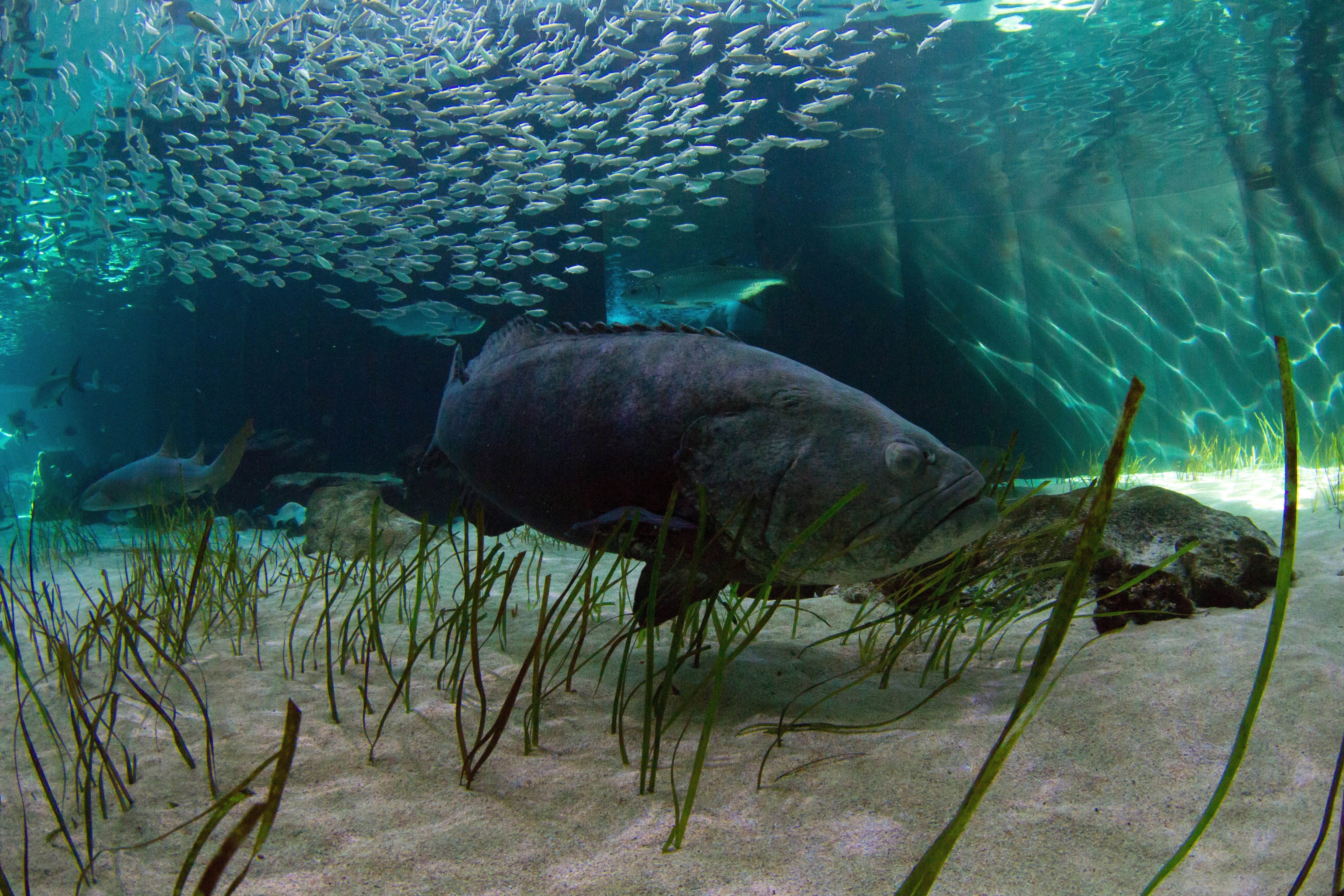 Goliath Grouper Florida