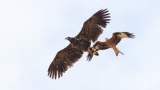 Rare white-tailed eagle poisoned with banned pesticide which can kill humans