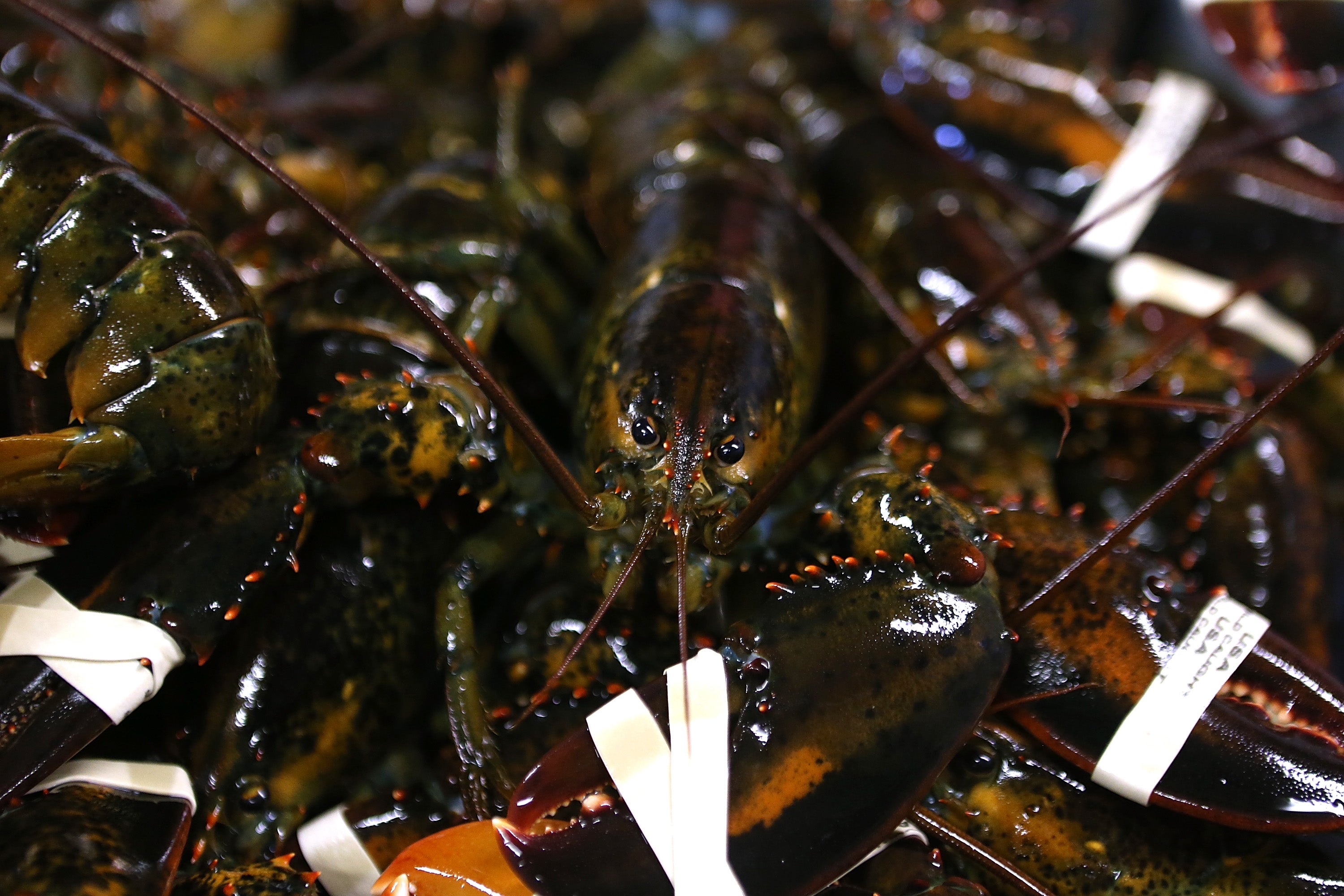 The lobster was rescued and given to a zoo