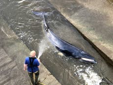 Why do whales swim up the Thames?