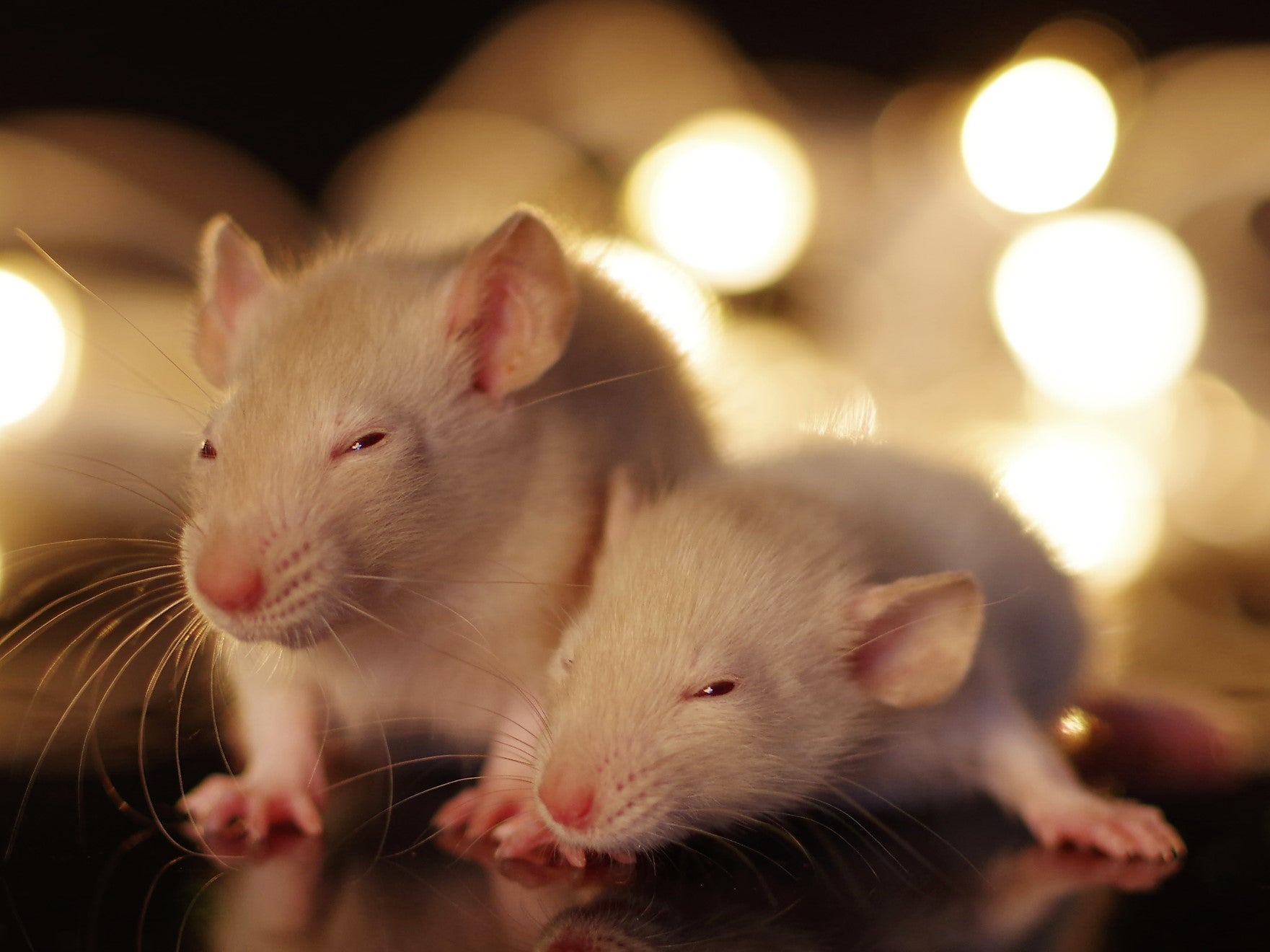 Mice treated with the tetanus vaccine showed reduced cancer spread and tumour growth