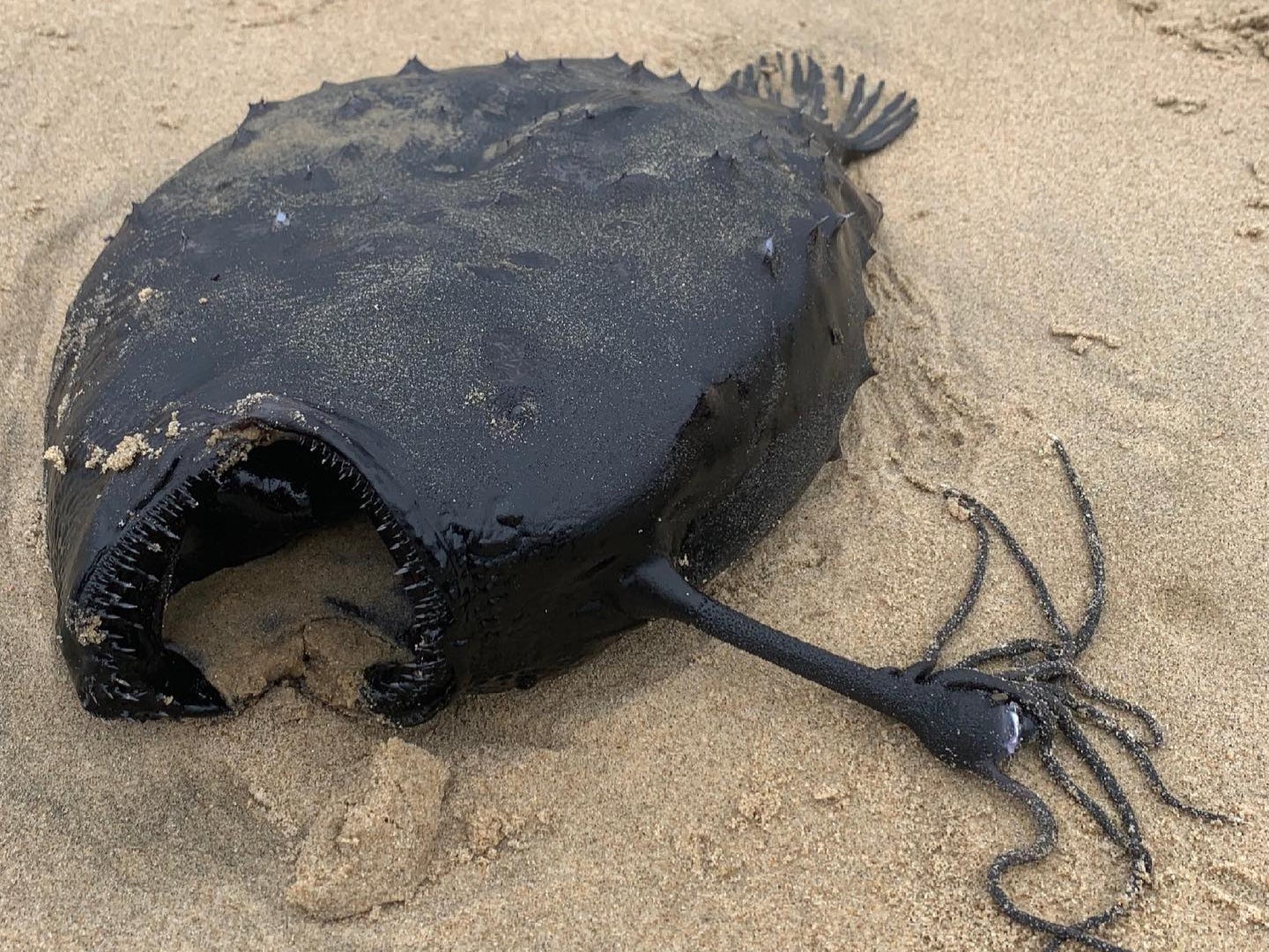 This ‘football fish’ was on a California beach last week.