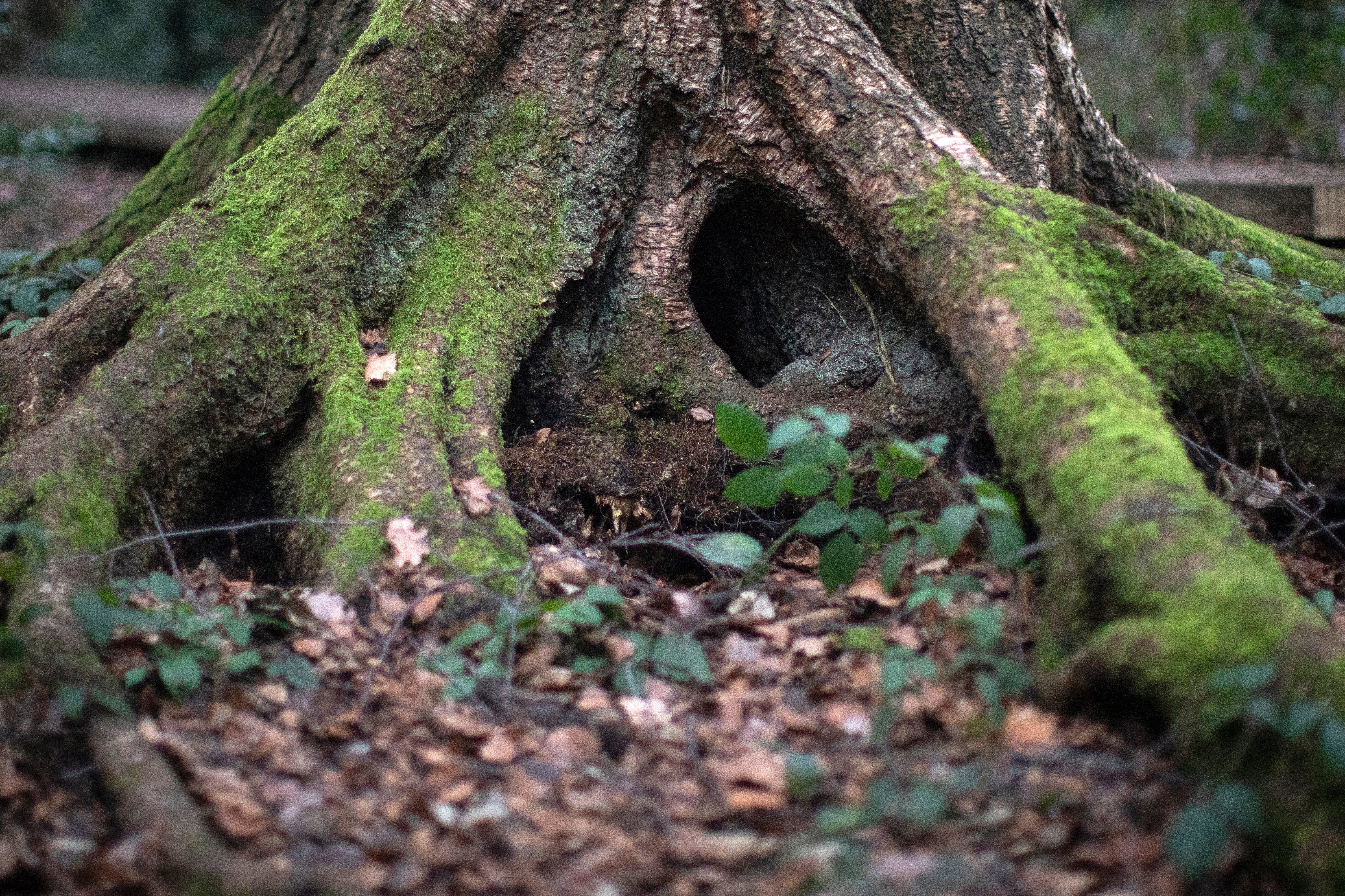 Restoring UK’s native woodland a ‘no-brainer’ for helping to tackle climate and biodiversity crises, scientists say