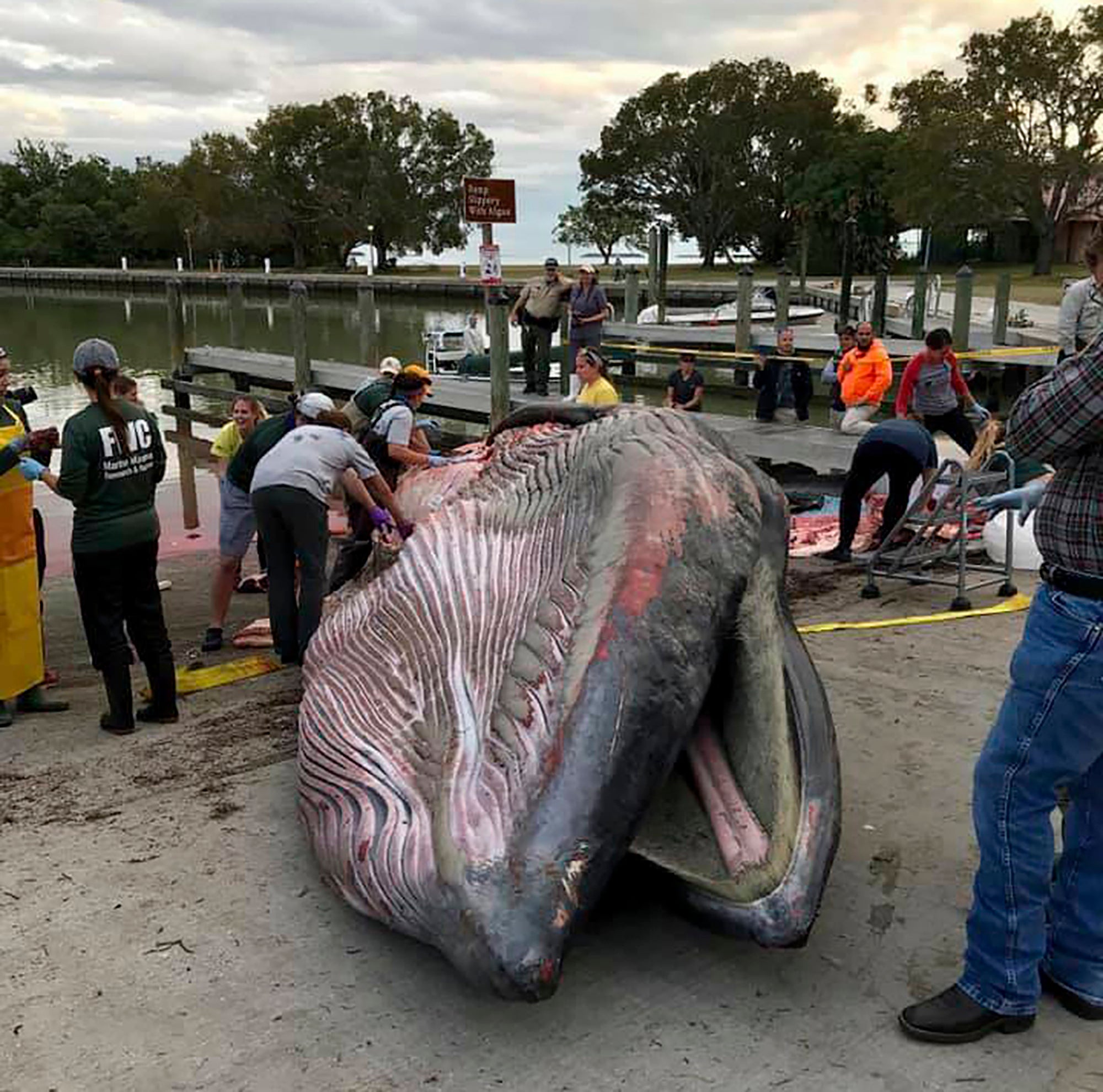 Endangered Whales-Speed Limit