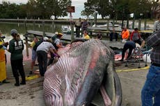 Ship speed limit sought to protect endangered whales in Gulf