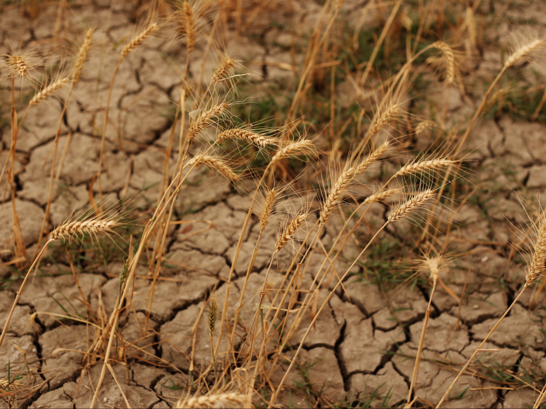 The growing season for plants and crops in England is now a month longer than it was between 1961 and 1990, meaning what we harvest – and when – is rapidly changing