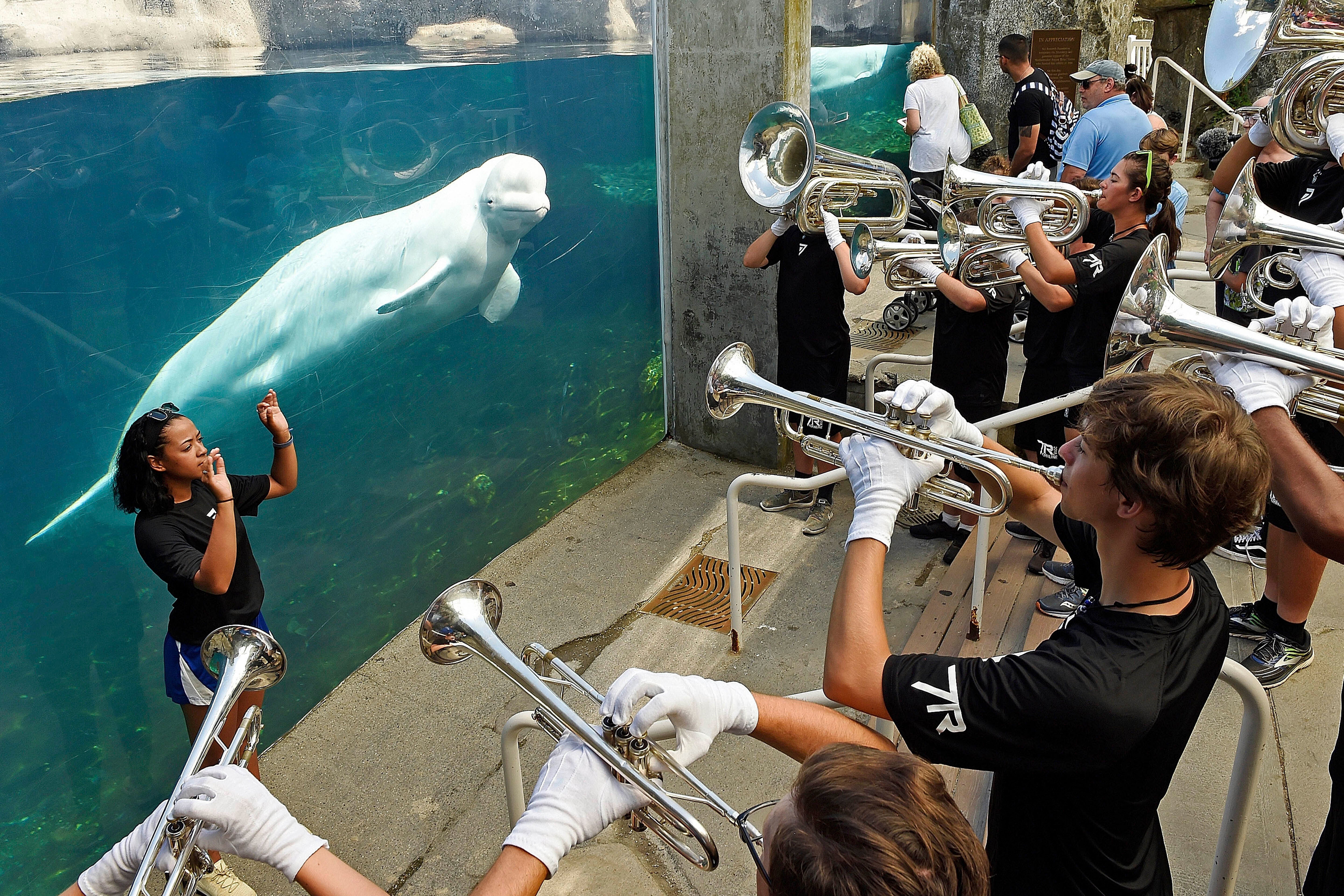 Aquarium Belugas