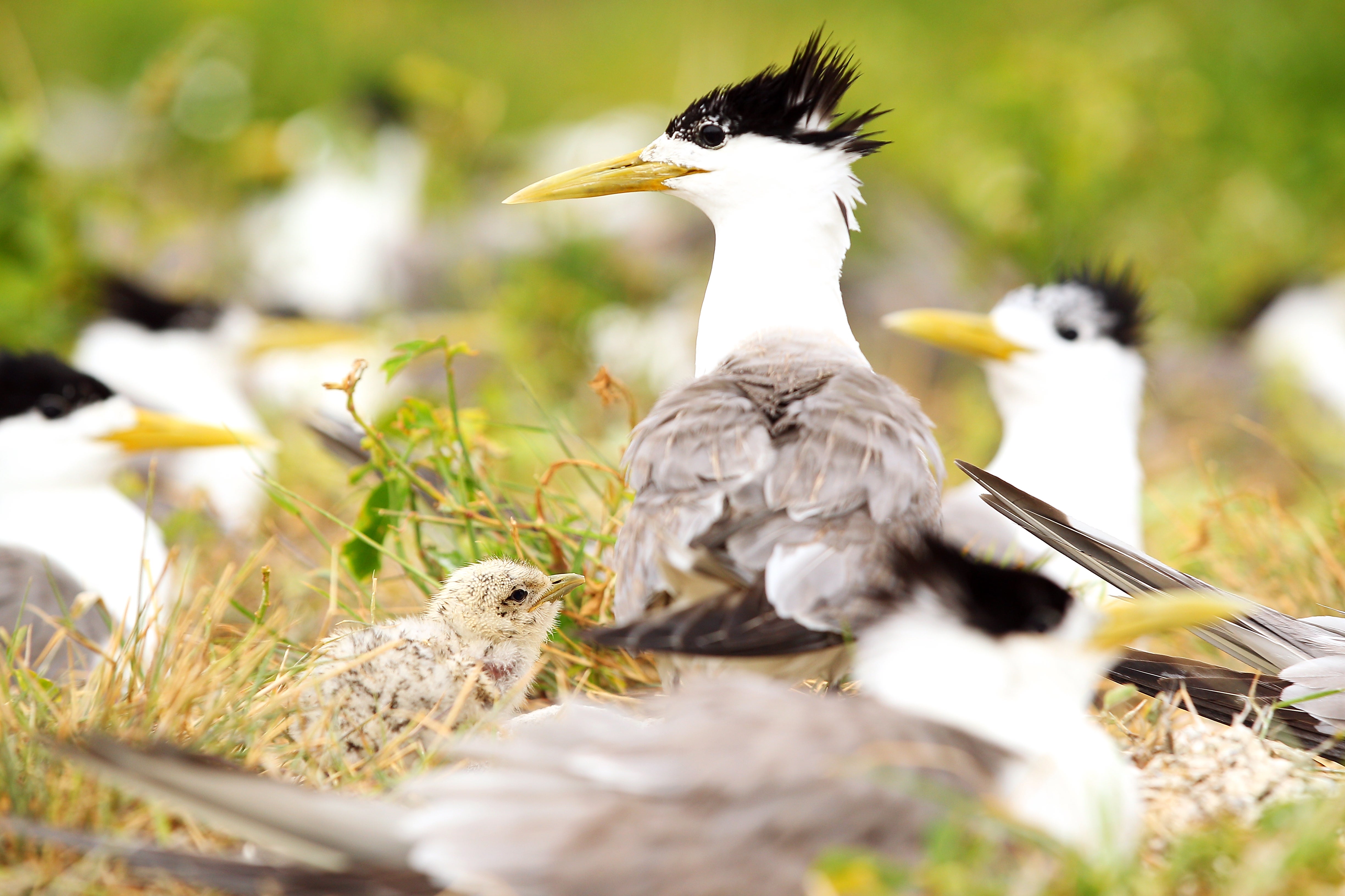 Crested terns are found along the coast in Australia