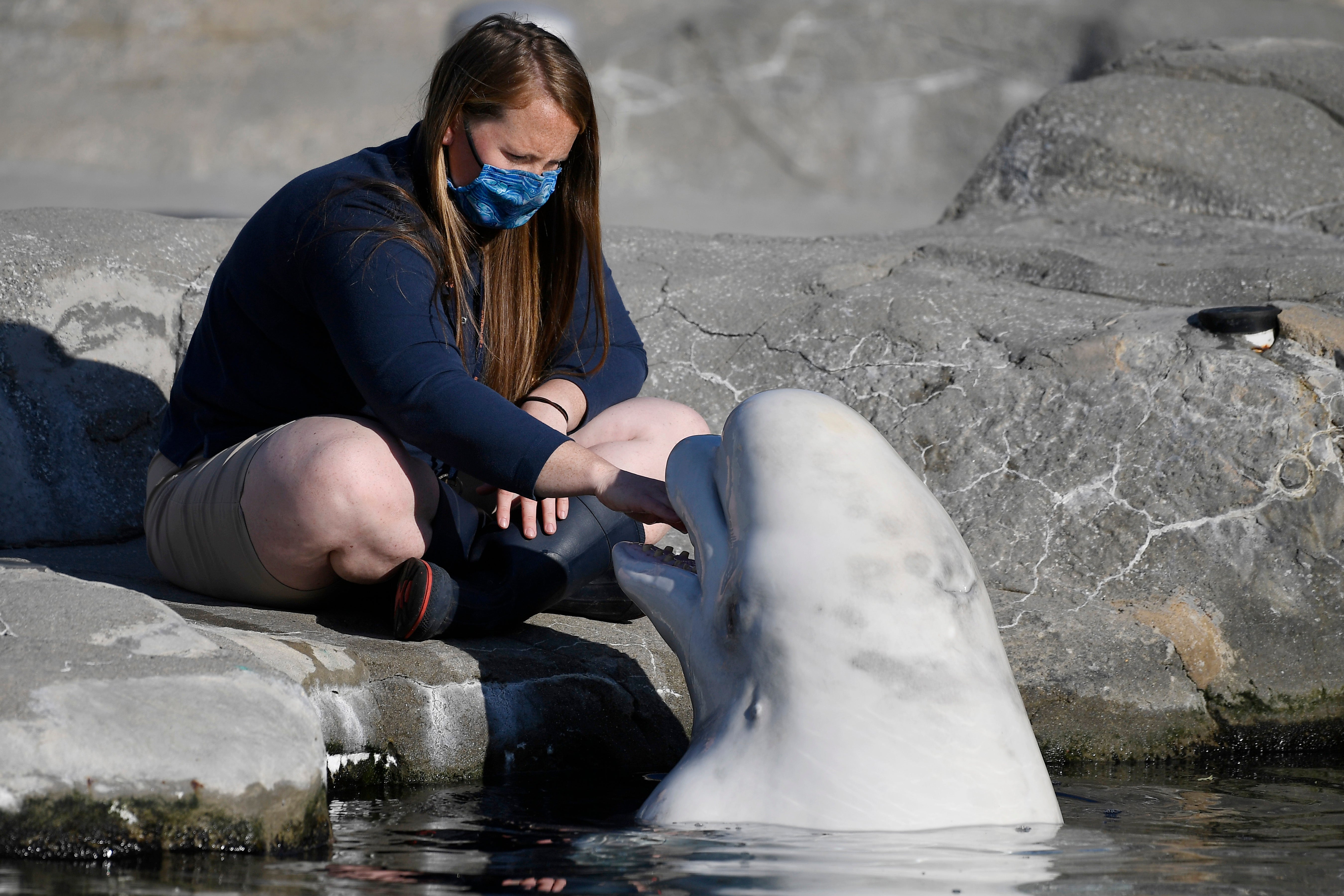 Aquarium Belugas