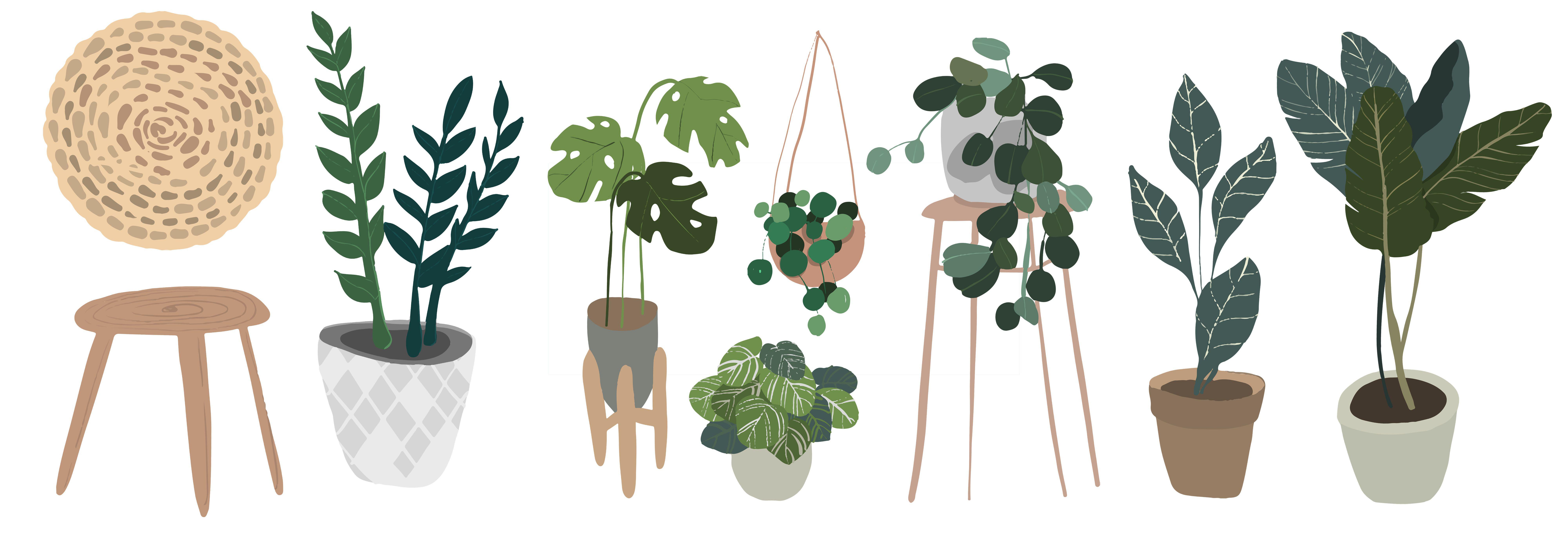 Set of indoor plants in pots. Illustration