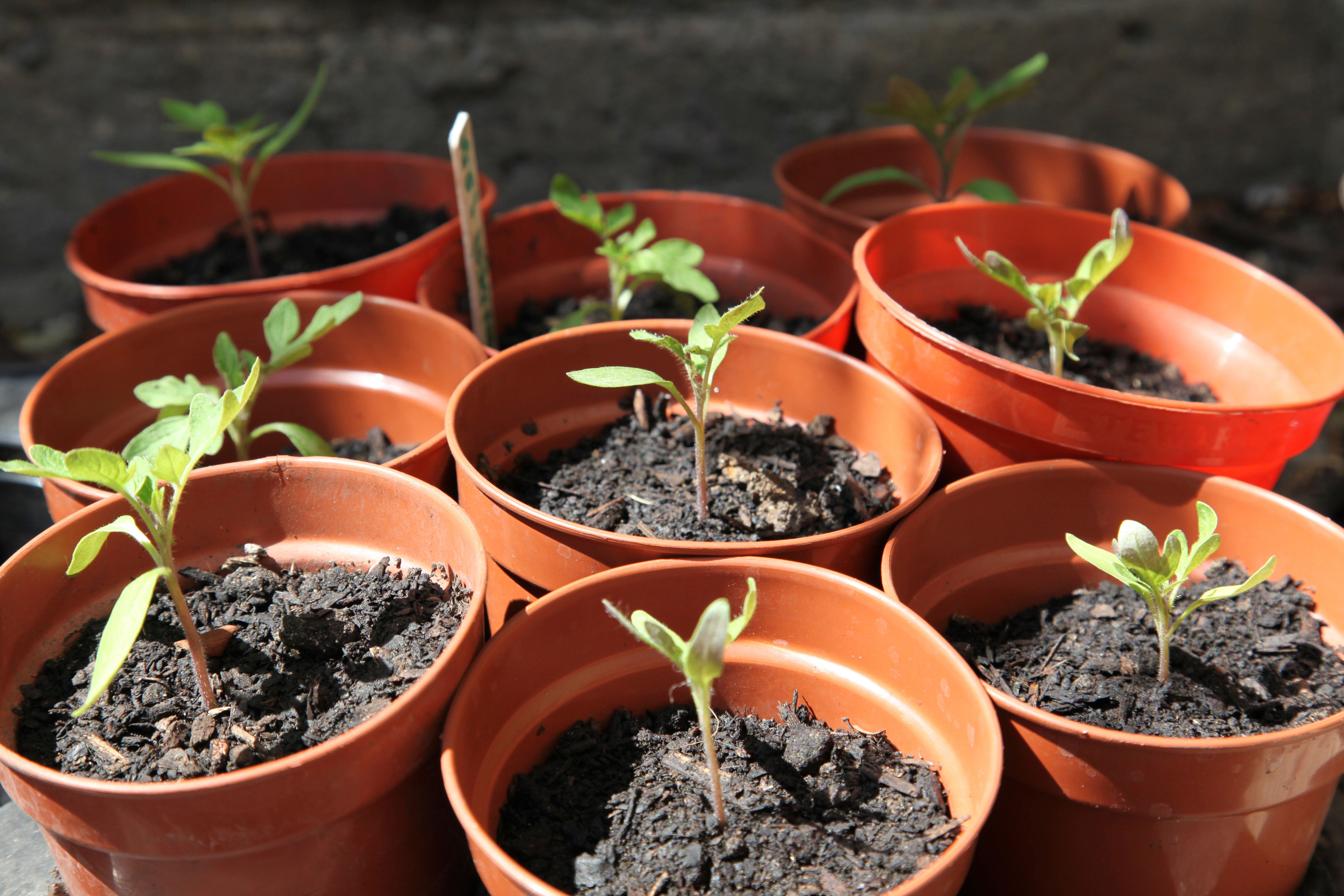 tomato plants in pots