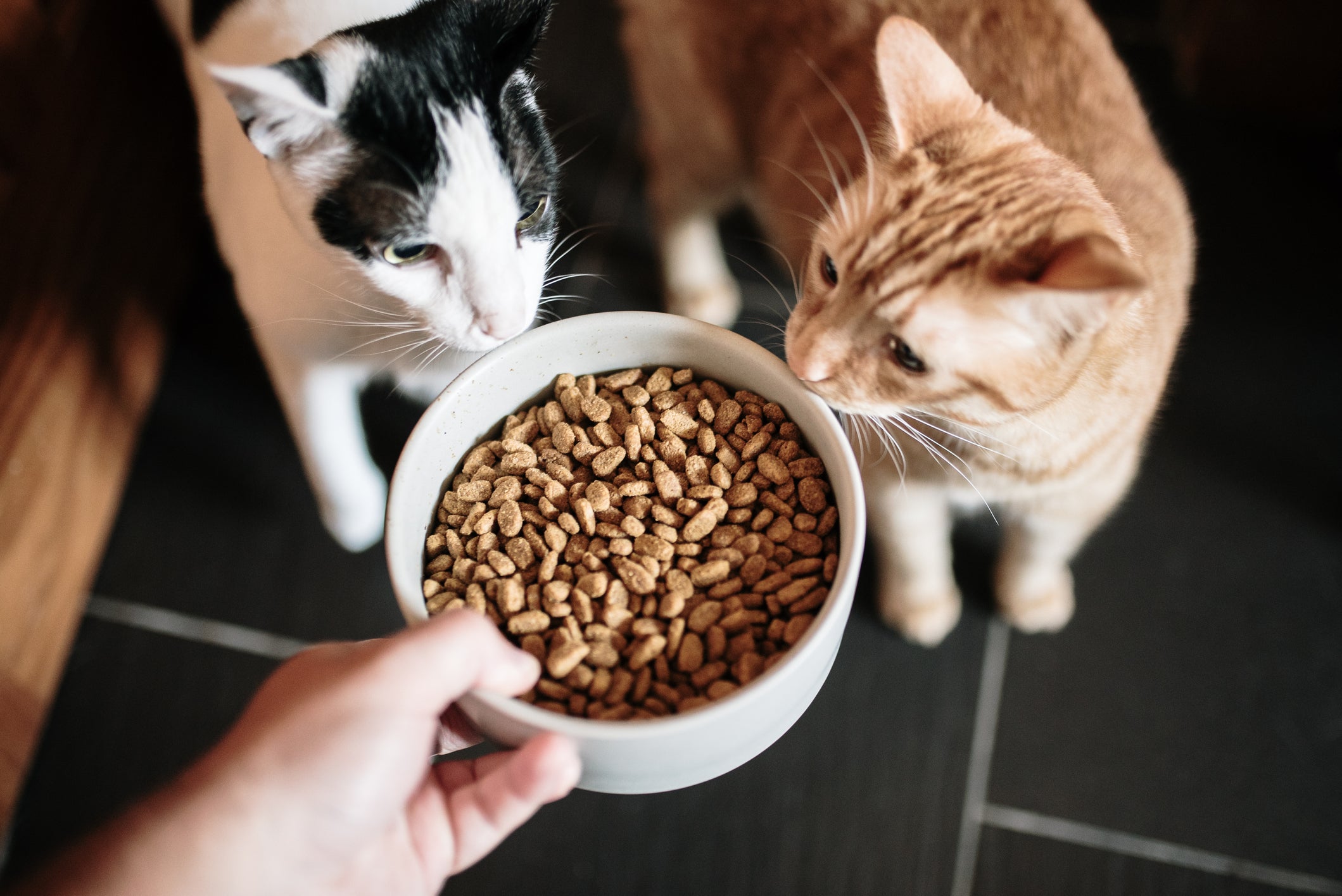 We bizarrely feed sea creatures to predatory land animals such as cats