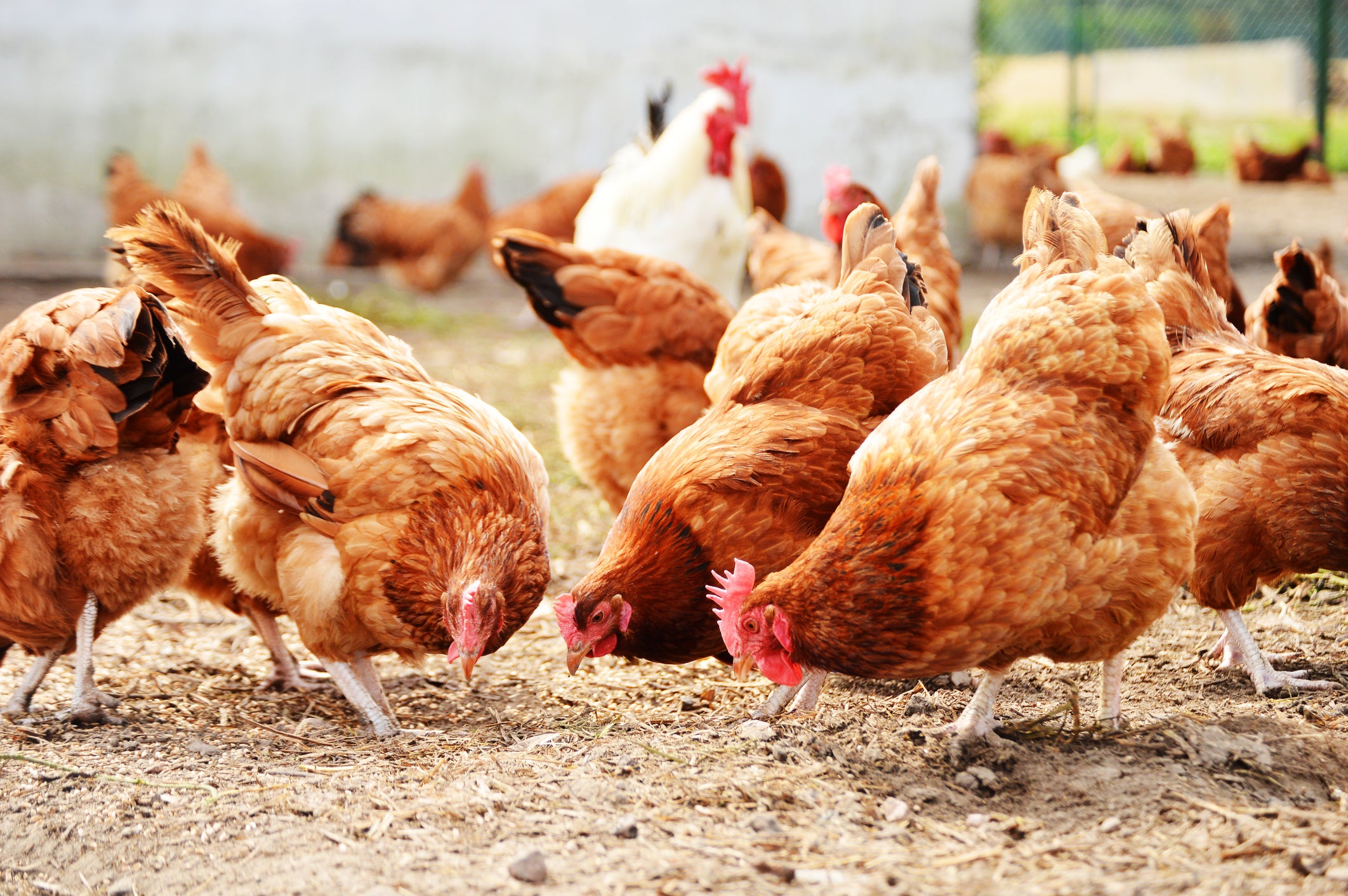 Chickens were fed a special diet during Roman times