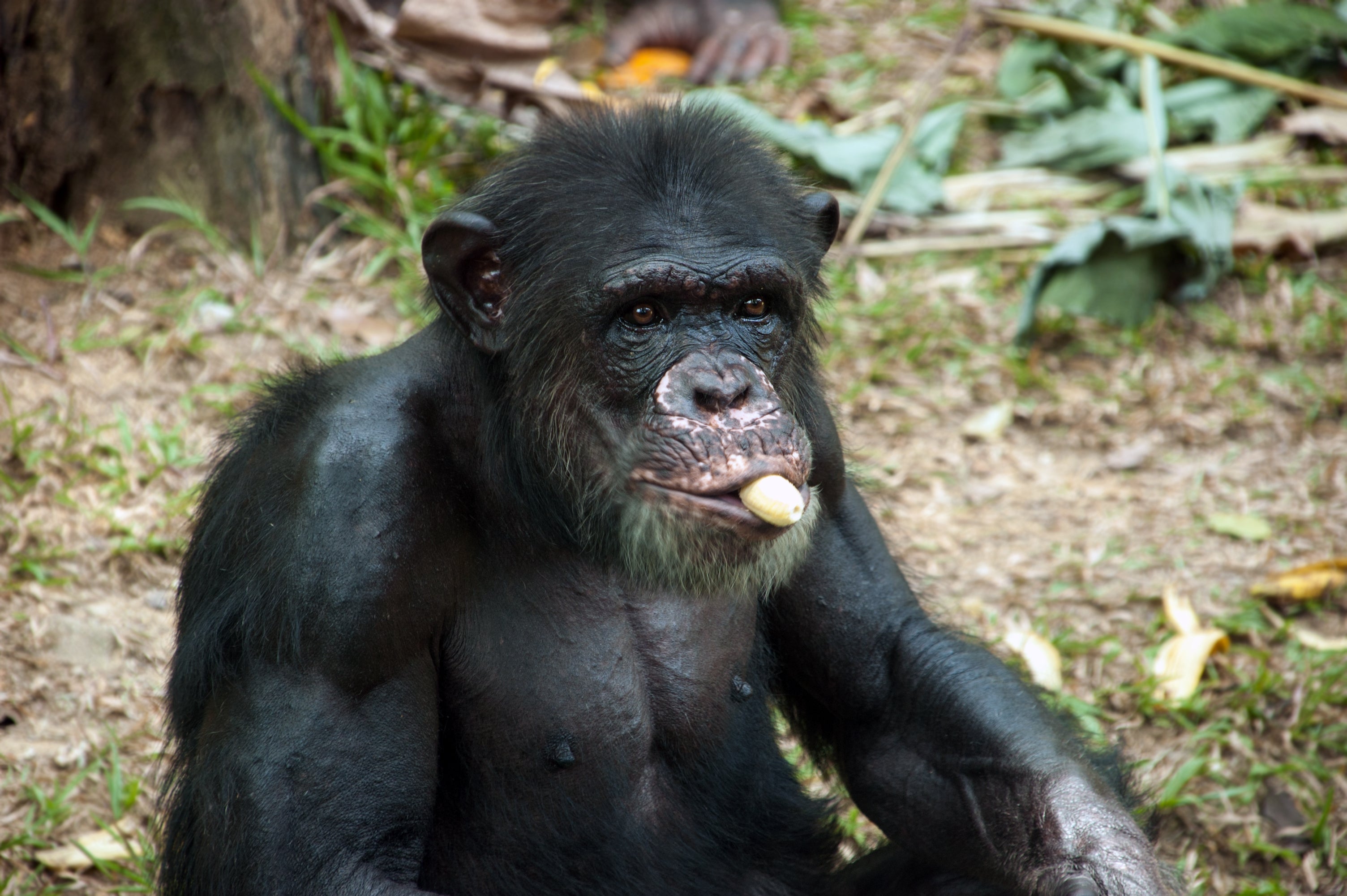 Feeding chimps high-sugar foods interferes their behavioural development