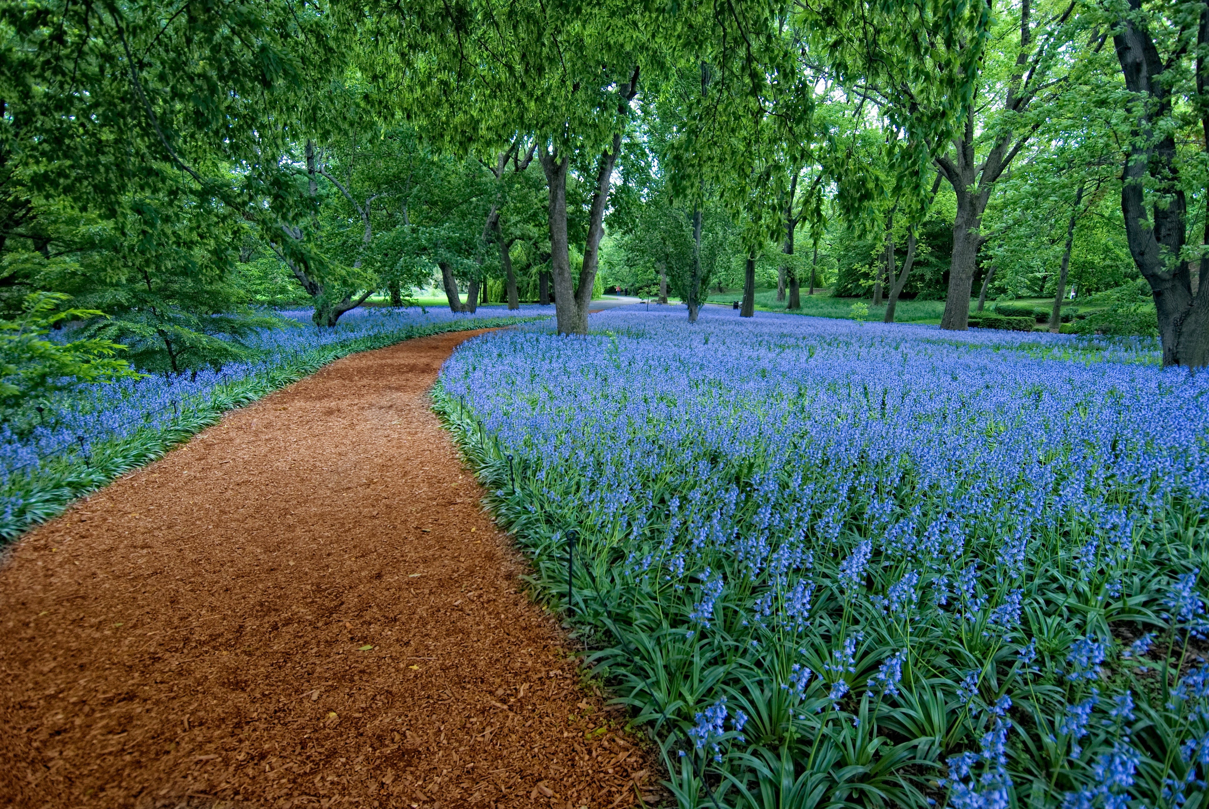 Bluebell Wood at Brooklyn Botanic Garden