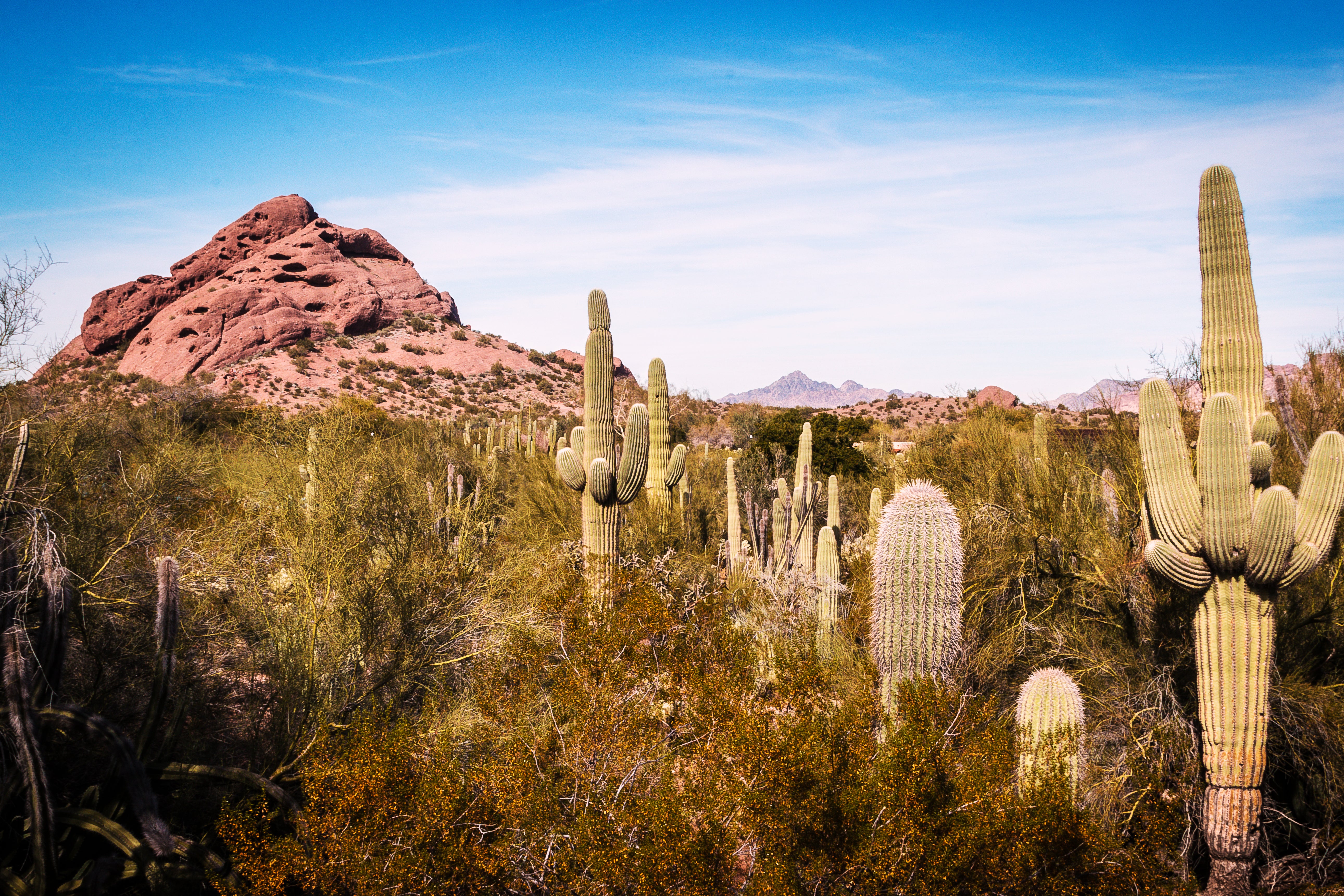 Desert Botanical Garden, Phoenix