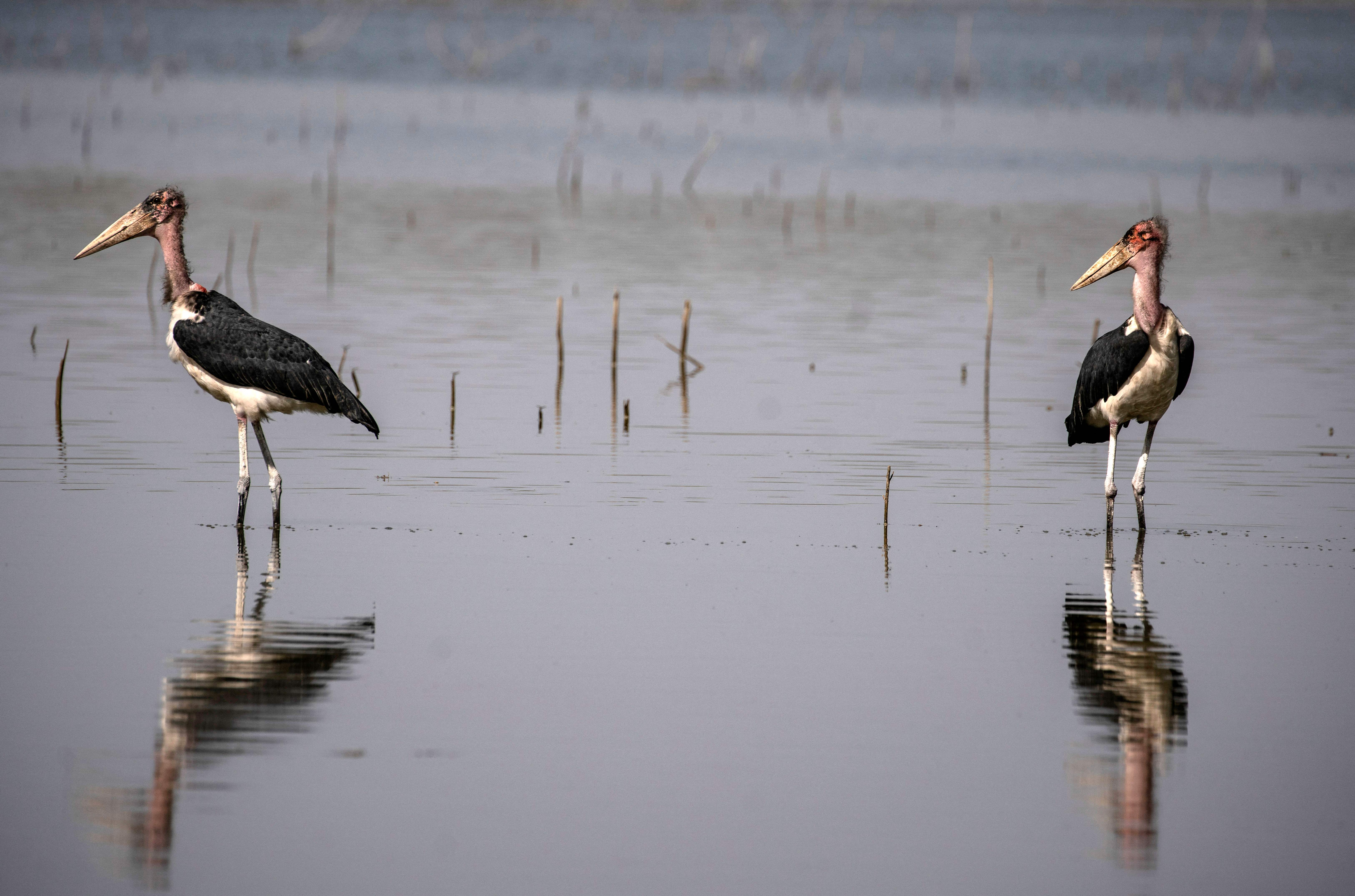 Marabou storks pictured at the Dinder national reserve in Sudan’s southern Sennar state