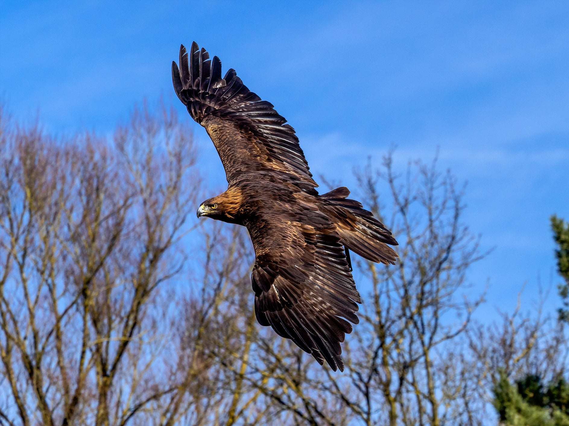 Golden eagles were wiped out in England by the mid 19th century due to widespread persecution