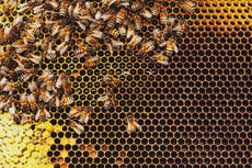 World Bee Day: What will happen if bees go extinct?