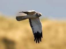 Hen harriers: Police investigation launched after two nesting birds disappear in Cumbria