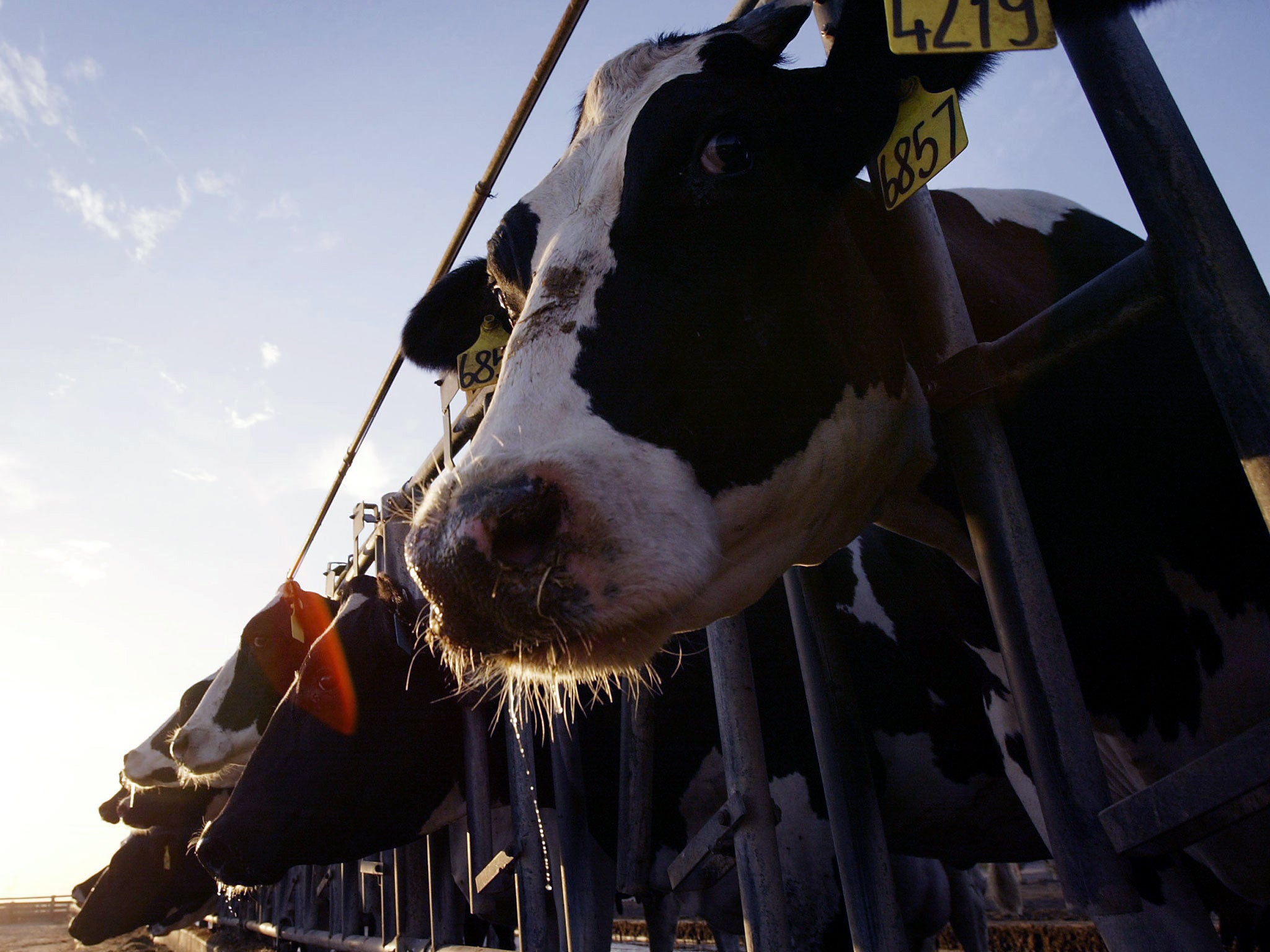 The government’s own modelling shows a negative impact from a UK-Australia free-trade deal on Britain’s farmers