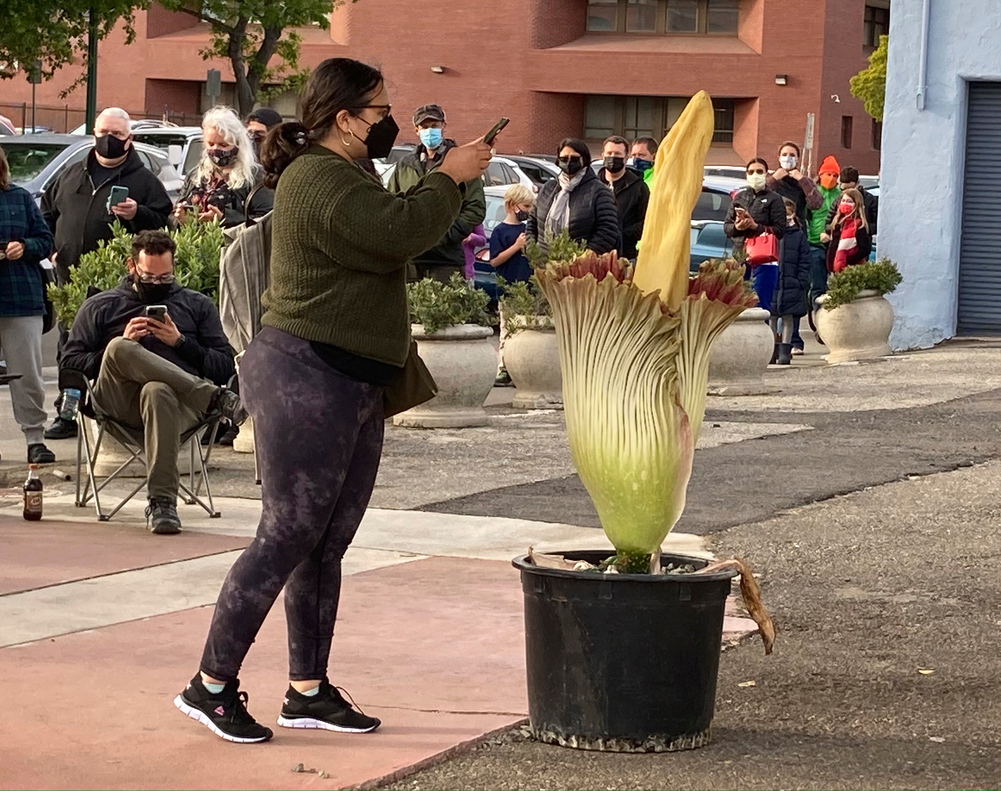 ODD Stinky Flower California