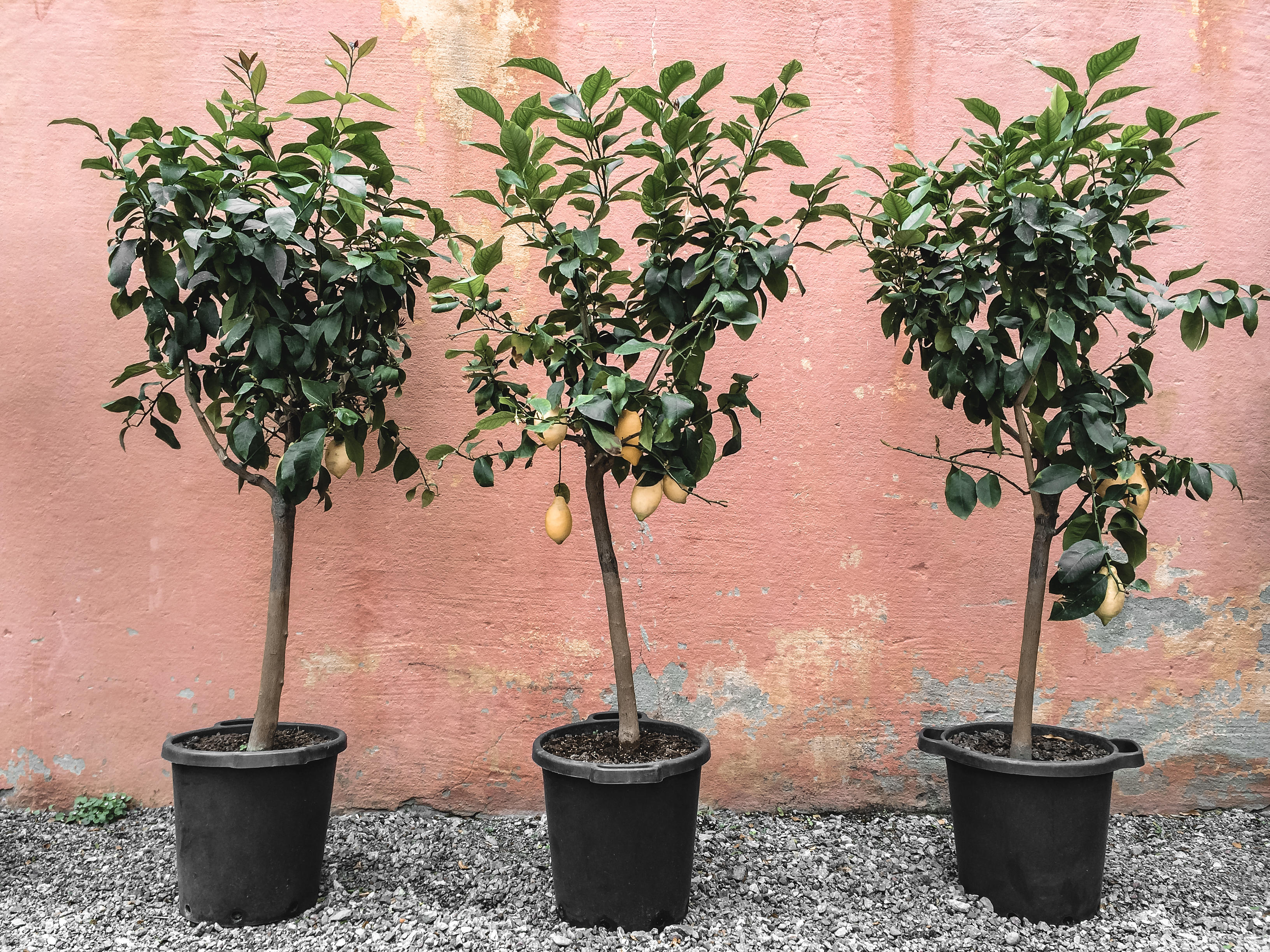 Lemon trees with fruits, on pink wall background.