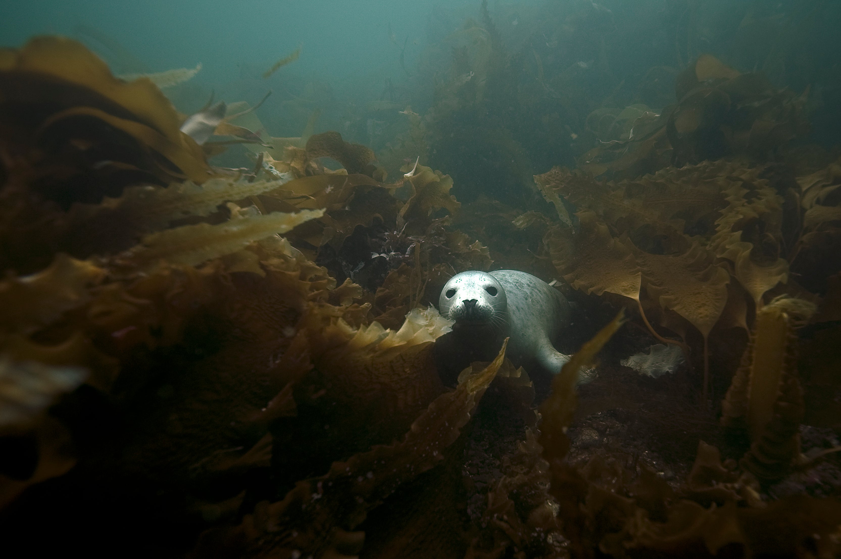 Many UK adults didn’t realise that grey seals call UK waters home