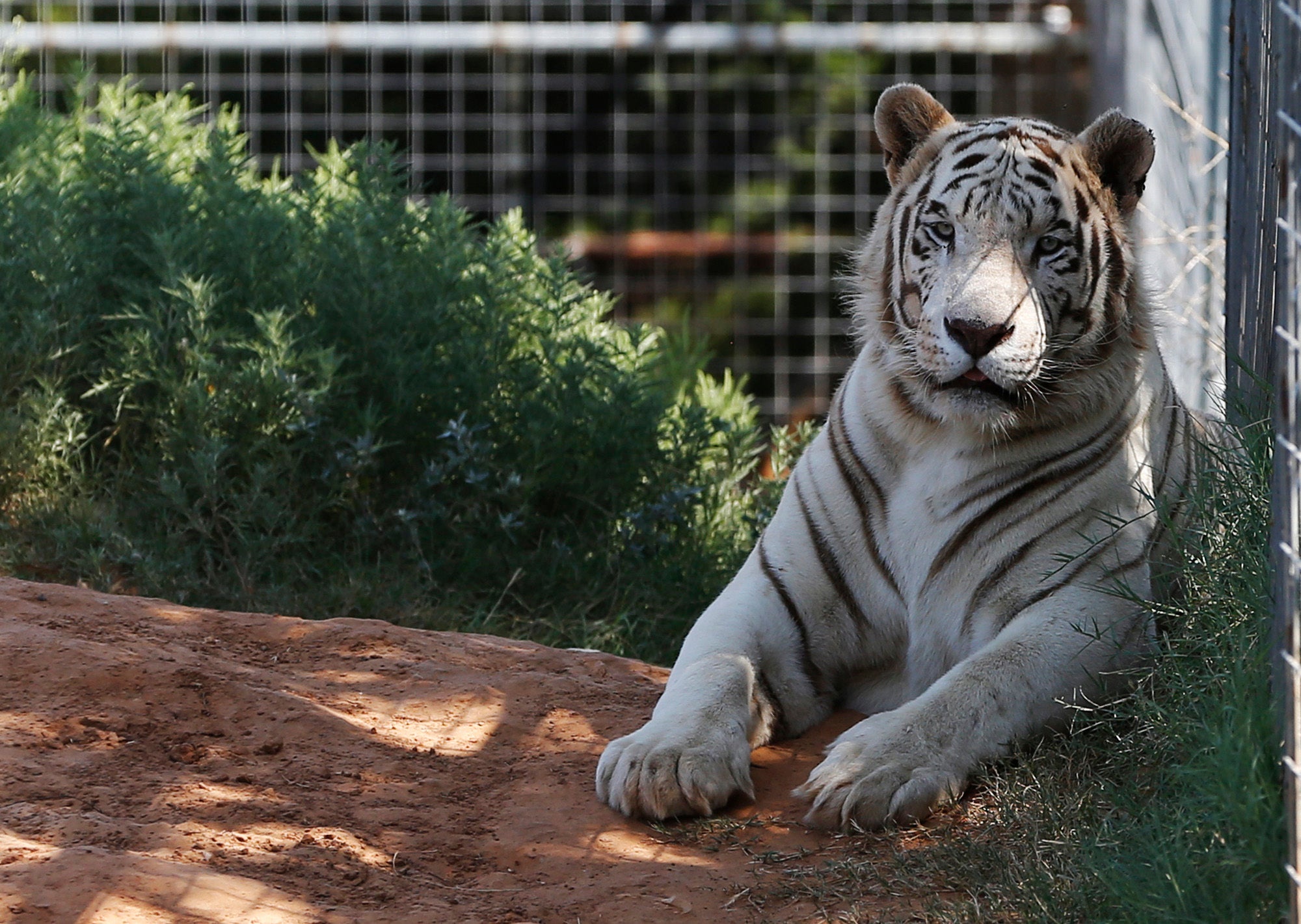 Tiger King Zoo