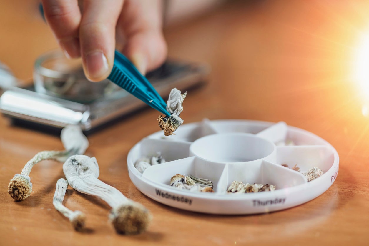 Daily micro doses of psilocybin “magic” mushrooms in a pill box