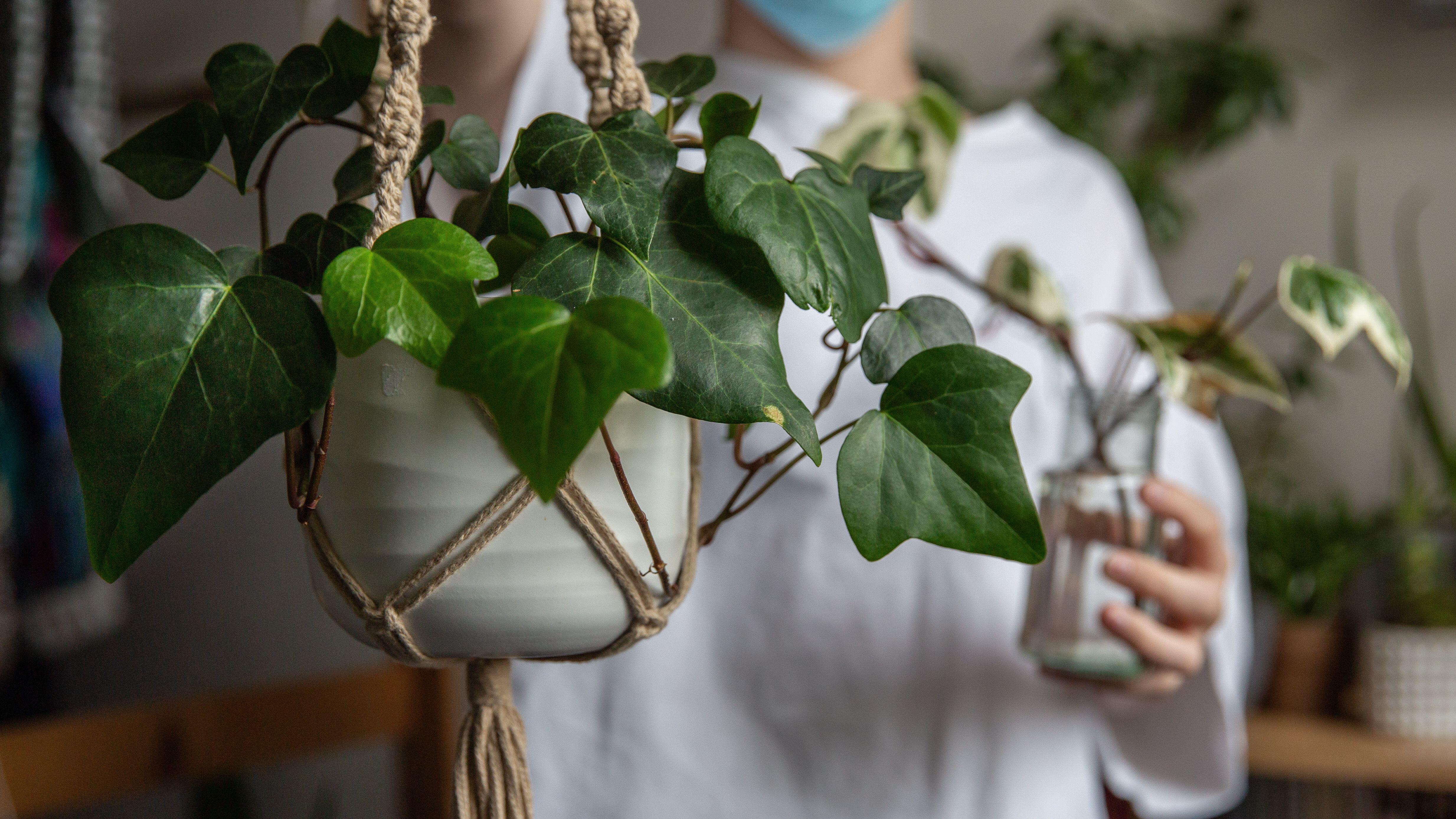 hanging house plant