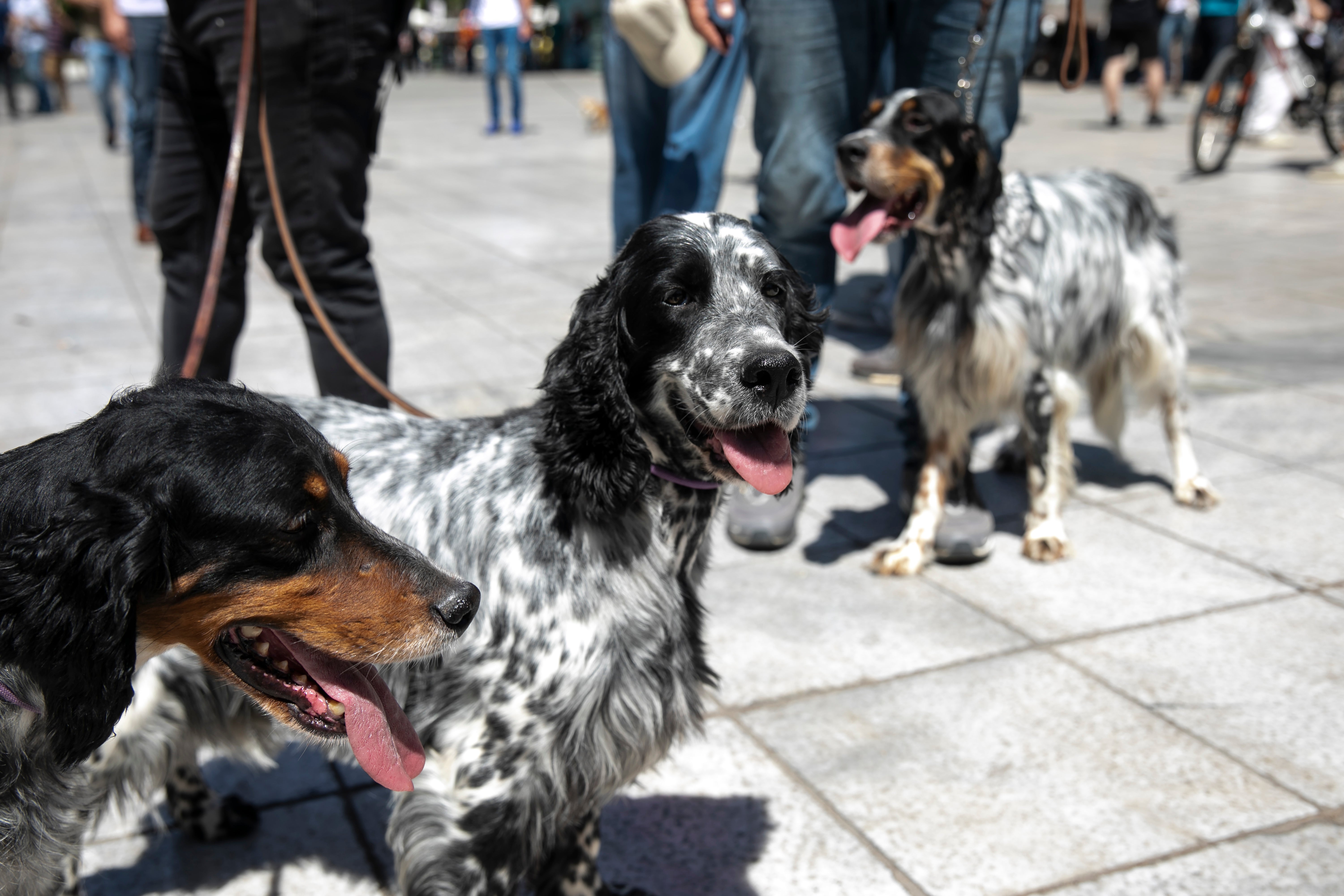 Greece Pets Protest