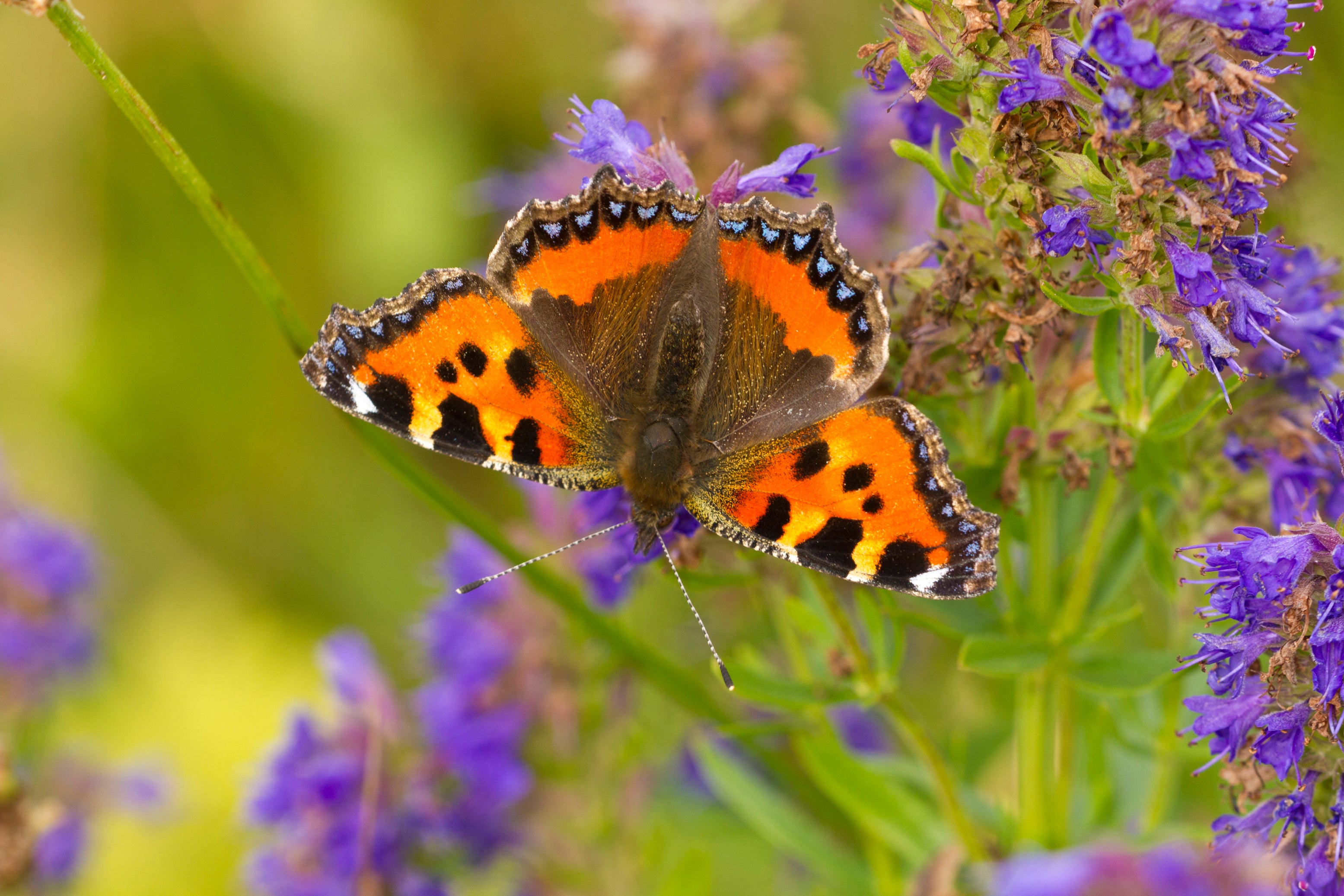 Small tortoiseshell butterfly (Mark Hamblin/The Wildlife Trusts/PA)