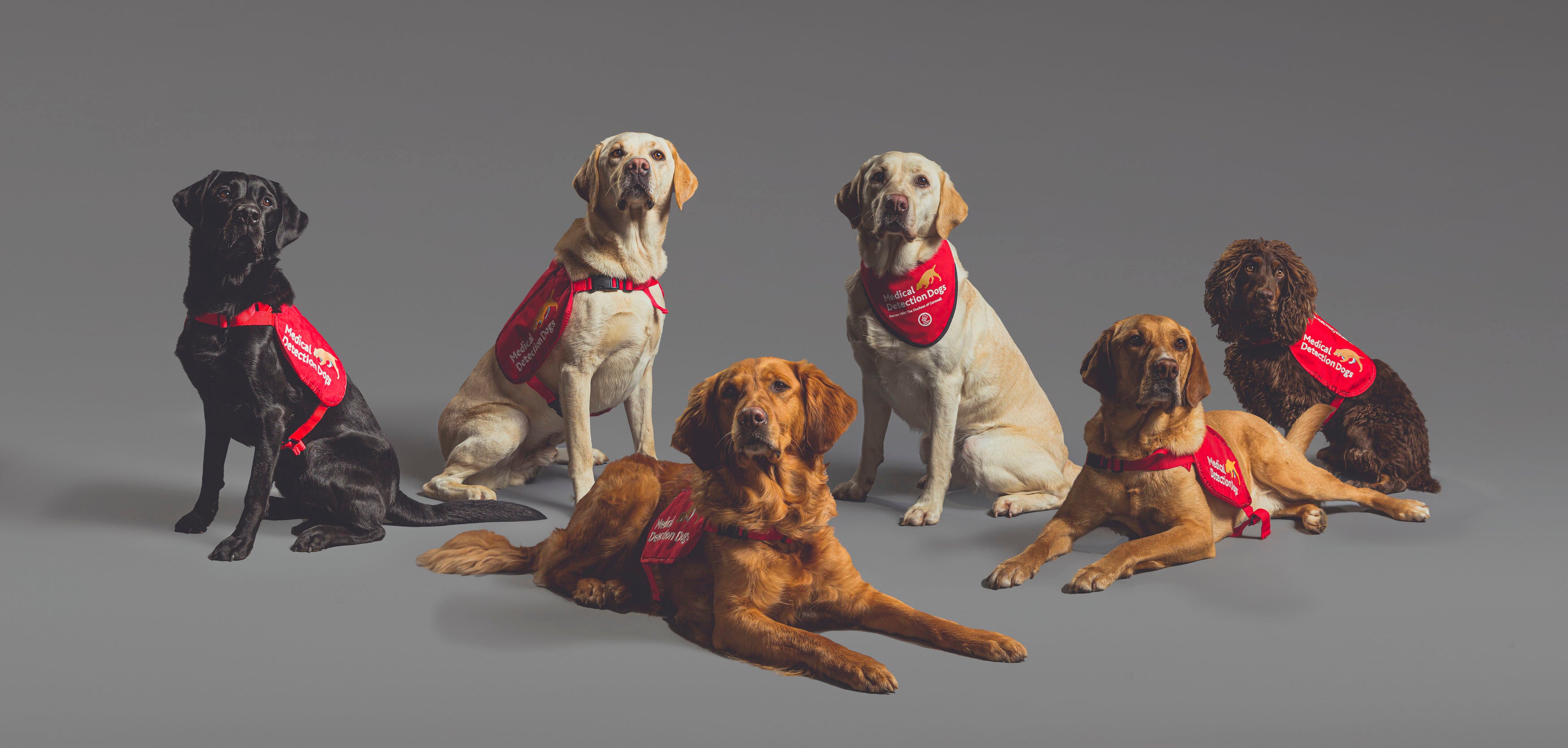 The six sniffer dogs involved in the double-blind trial