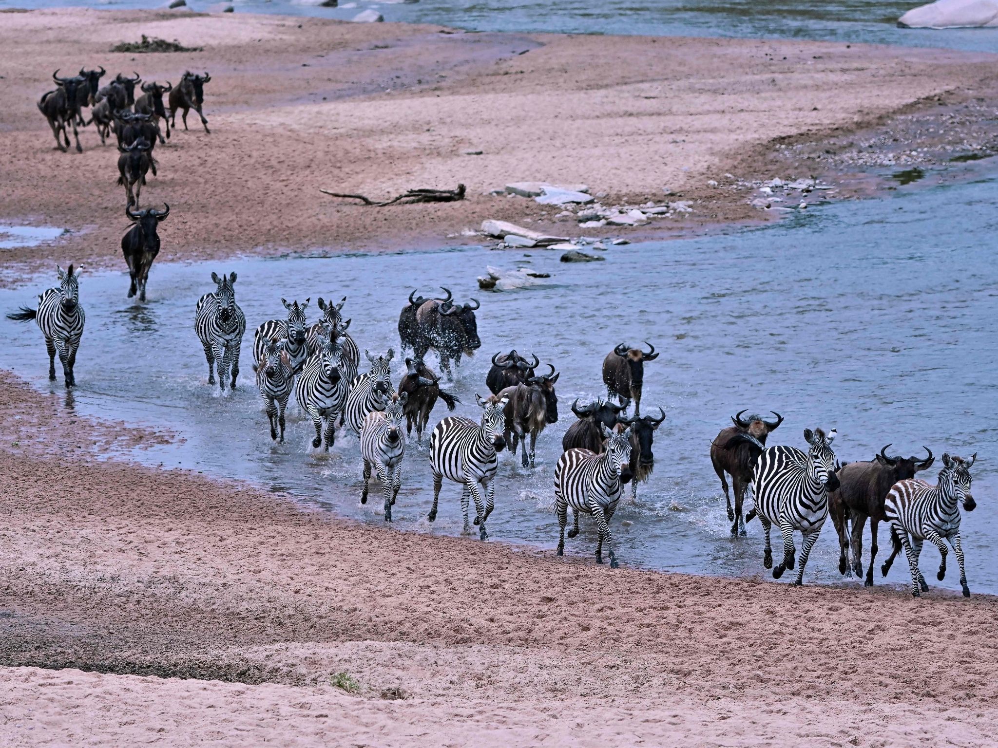 Wildebeests and zebras run across a sandy riverbed of the Sand River as they arrive into Kenya's Maasai Mara National Reserve