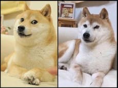 Dogecoin: The Japanese rescue dog who became the unlikely face of a crypto sensation