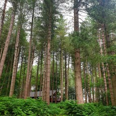 Into the woods: Inside Forest Holidays newest location in Delamere Forest