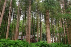 Into the woods: Inside Forest Holidays newest location in Delamere Forest
