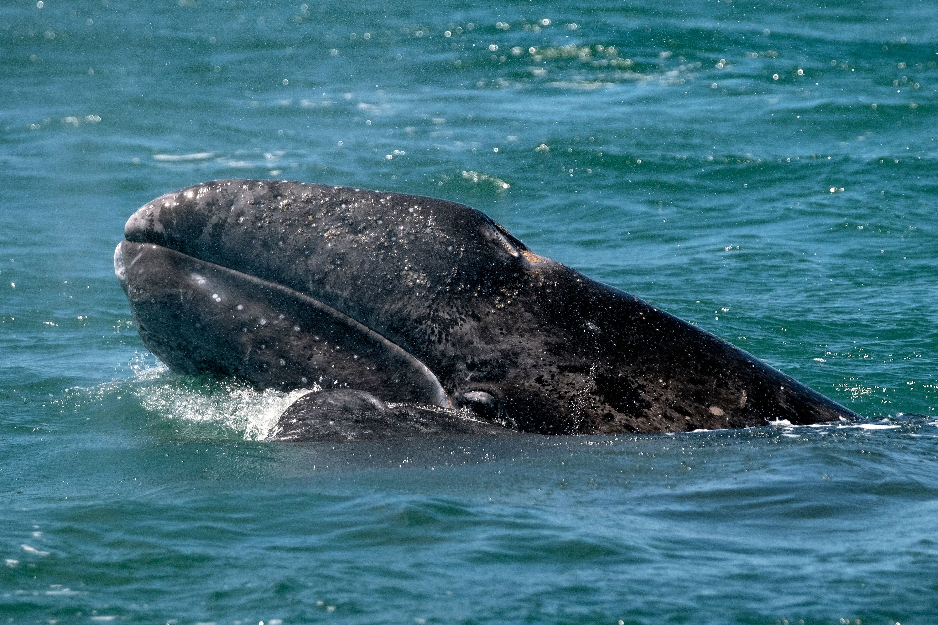 A gray whale was found dead on a California beach on Friday, bringing this year’s total to 13. Gray whales, pictured here in a stock photo March, migrate thousands of miles from Alaska to the Baja California Peninsula breeding lagoon March, migrate thousands of miles