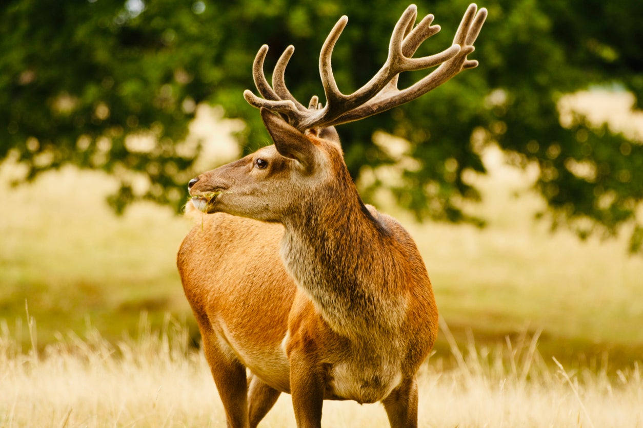 Red and fallow deer at Tatton Park