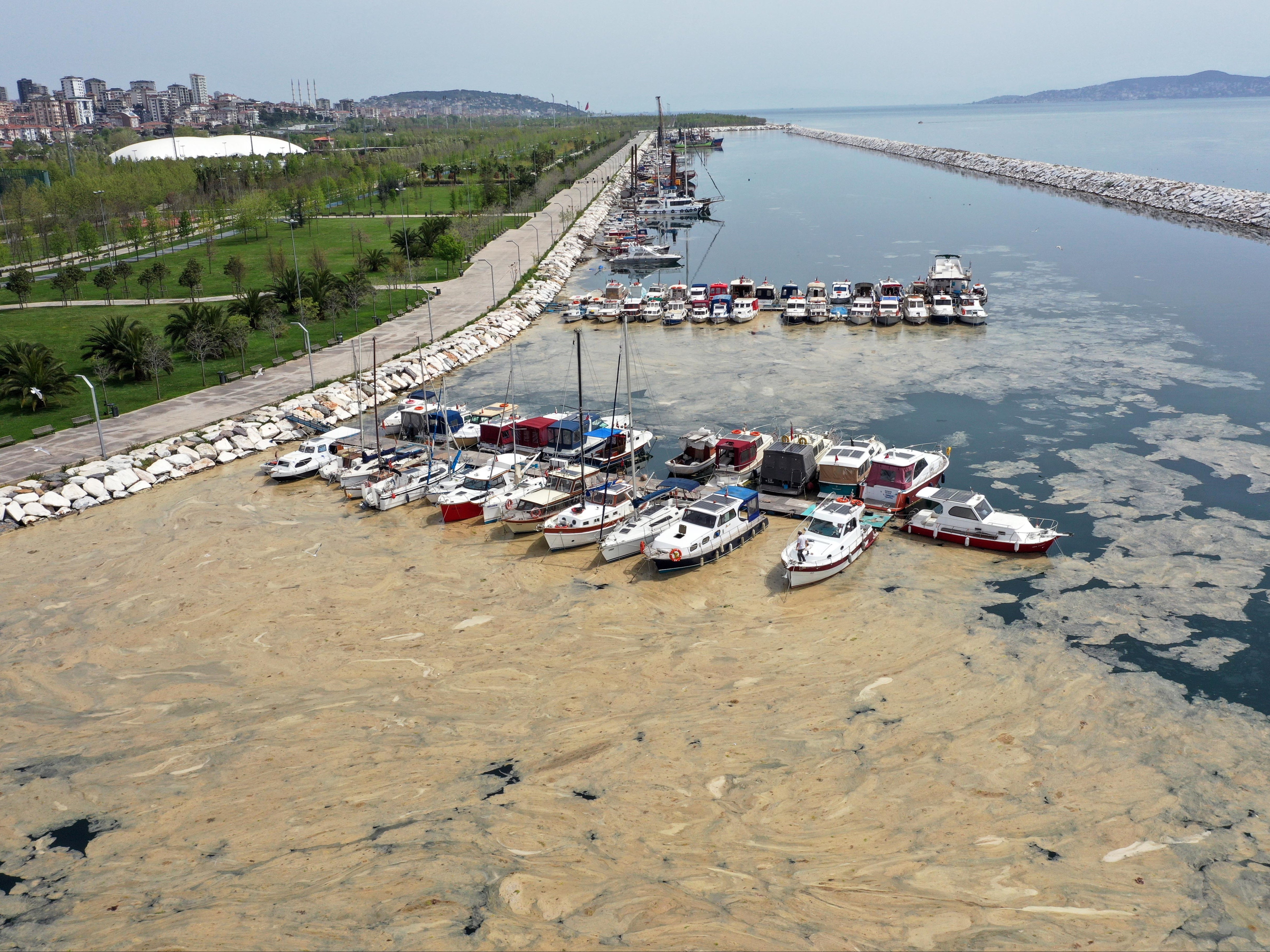 Sea snot near the Maltepe, Kadikoy and Adalar districts of Istanbul, Turkey