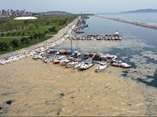 ‘Sea snot’ covering Turkish shoreline blamed on global warming and sewage