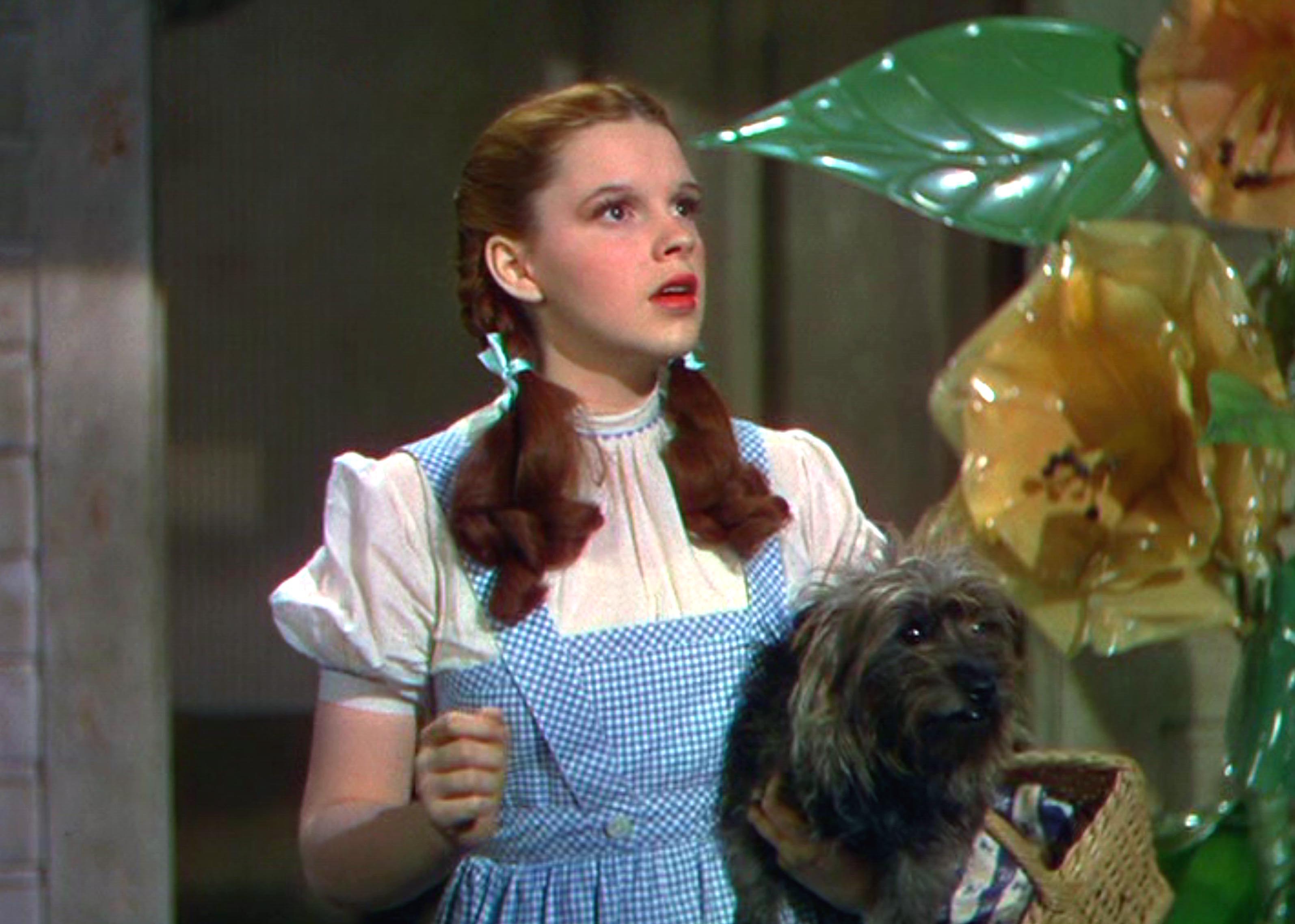 Toto – real name Terry – was glued to Judy Garland’s Dorothy in ‘The Wizard of Oz’