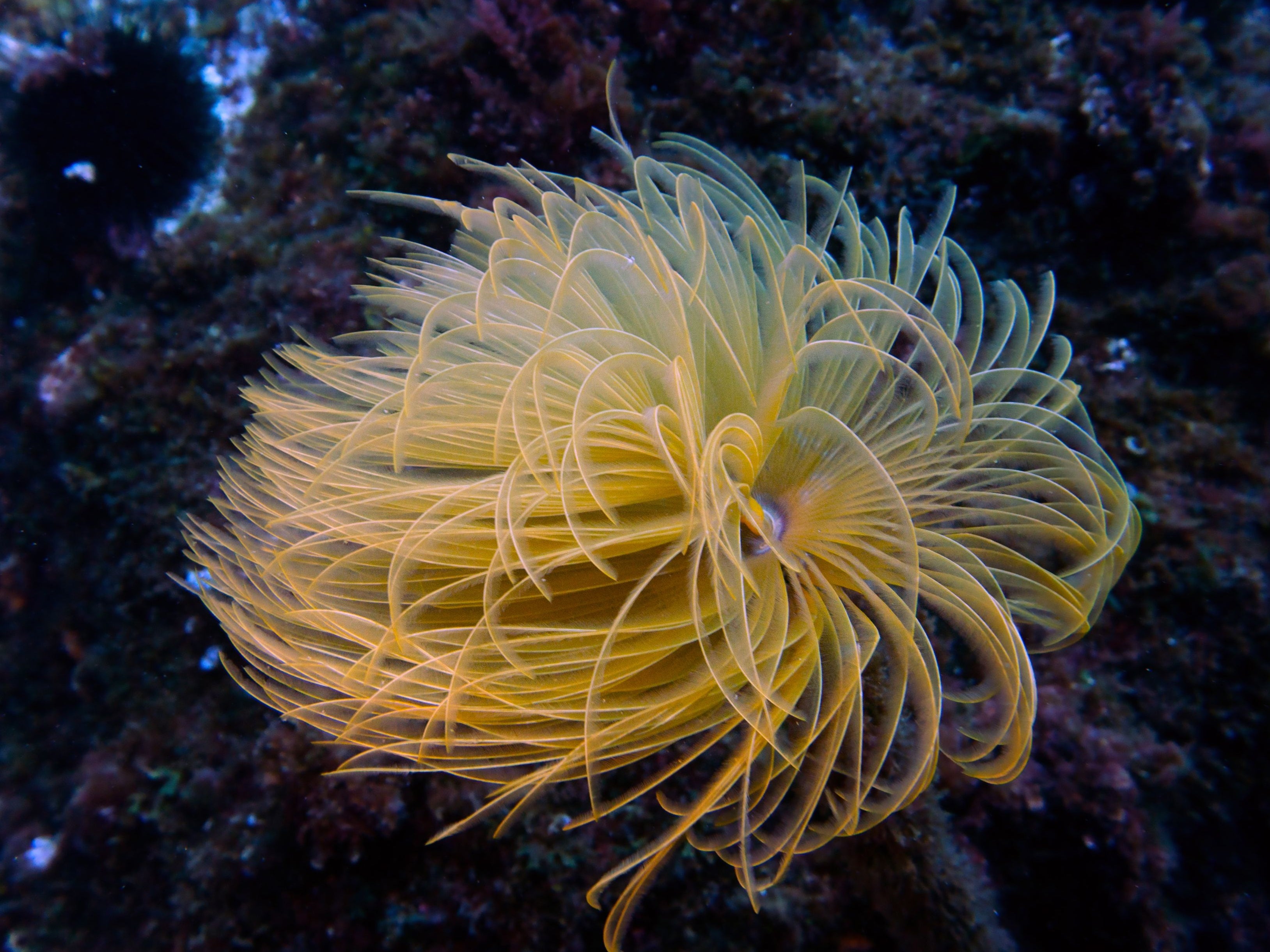 Jimmy Kimmel compared Ted Cruz to a tube-worm (pictured)