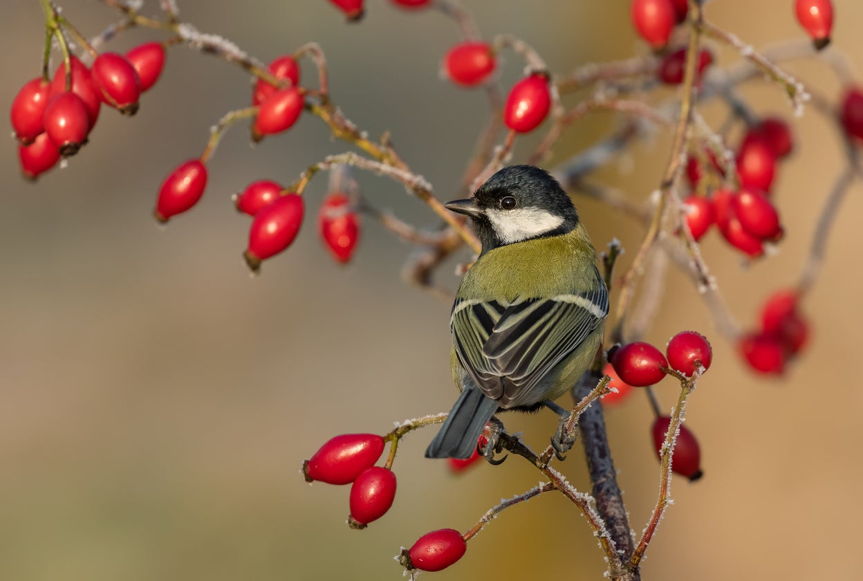 ‘The Environment Act for England could set the agenda for saving nature in the UK’