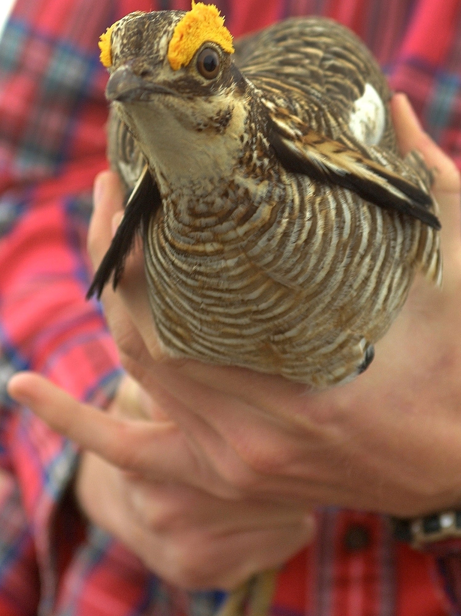 Lesser Prairie Chicken