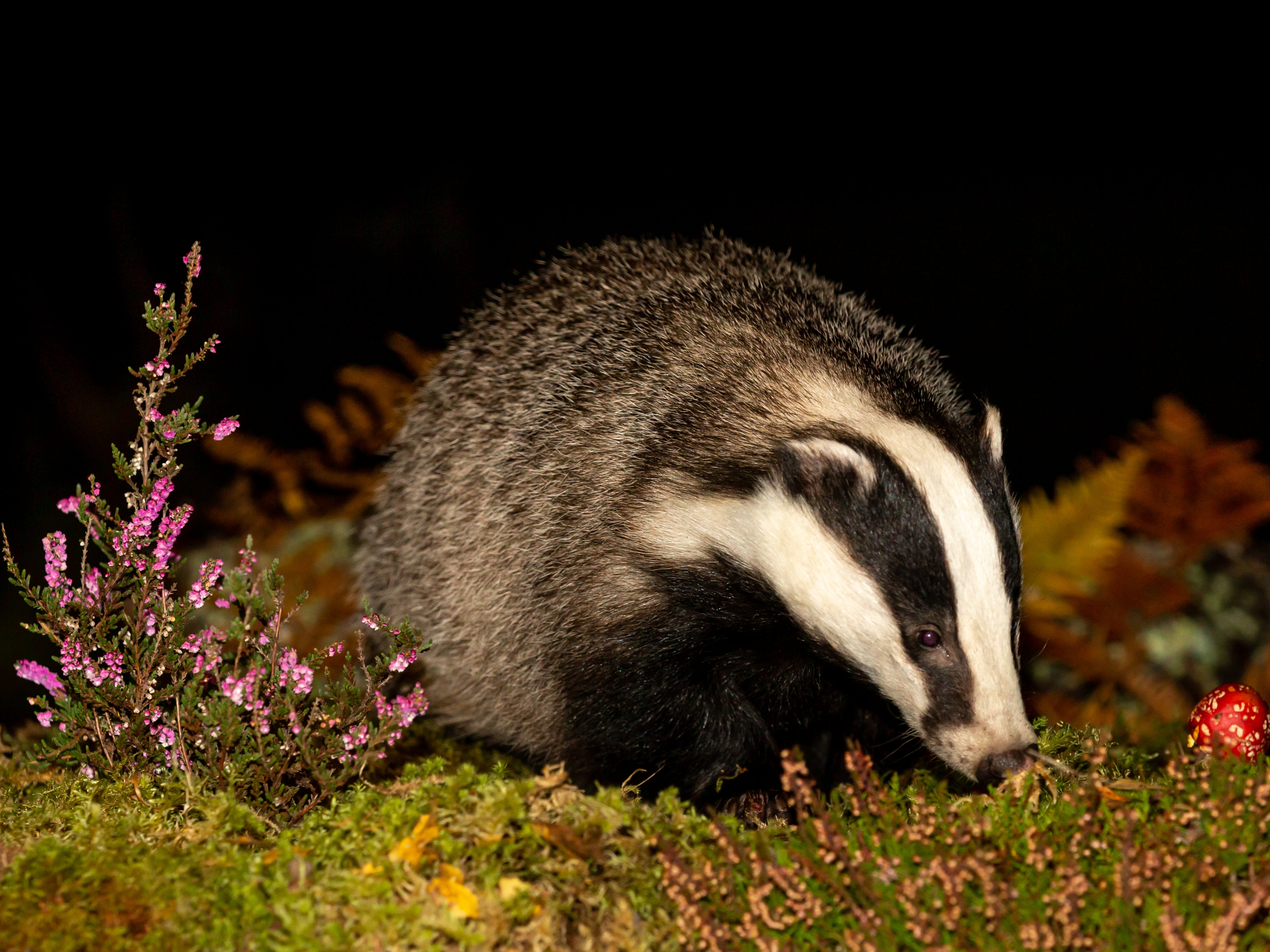 Number of badgers culled in TB clampdown set to double to nearly 300,000, experts warn 