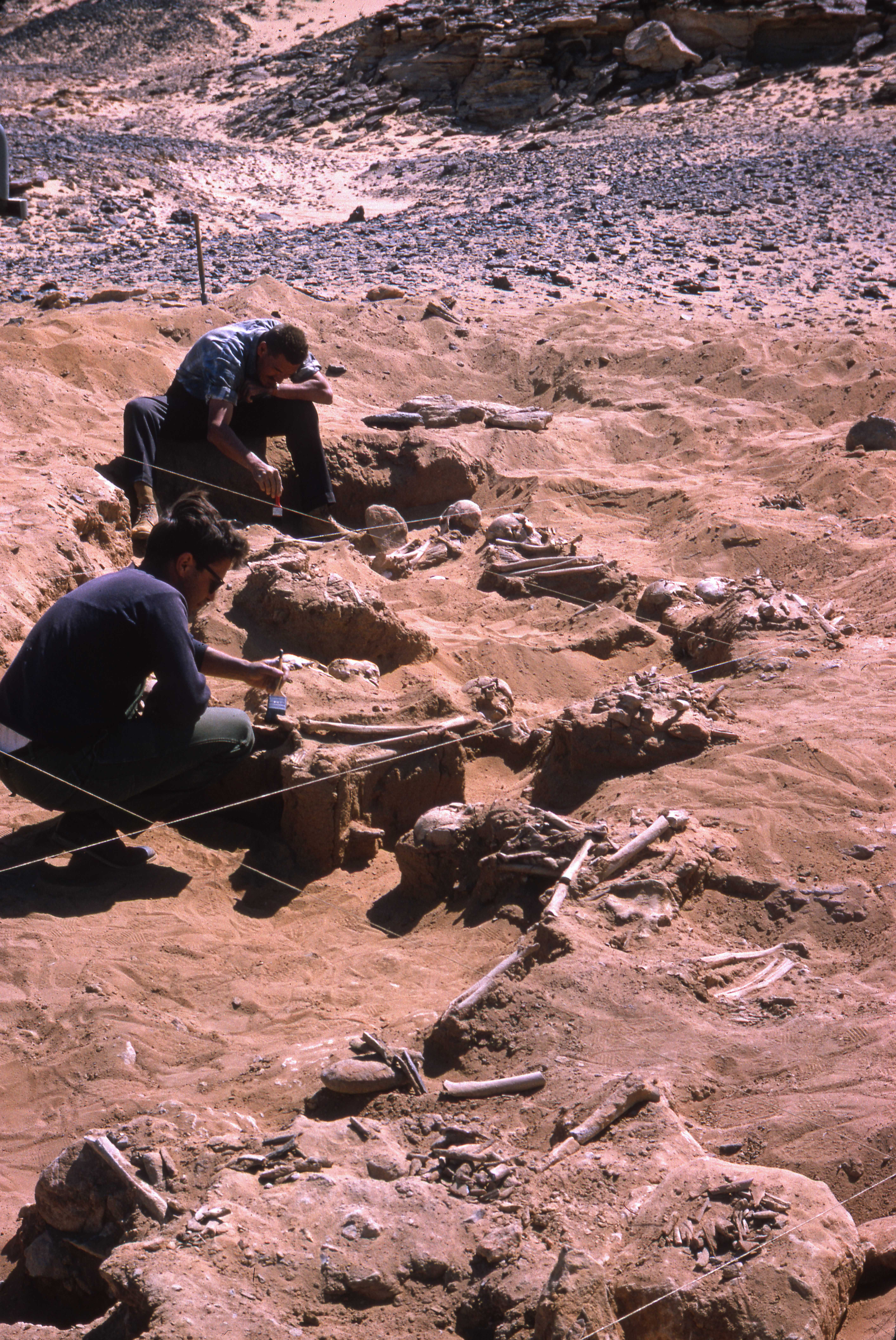 The skeletons examined over the past eight years come from an excavation carried out at Jebel Sahaba in northern Sudan in 1965